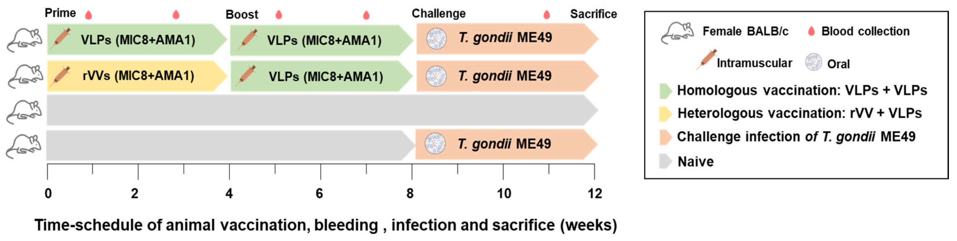 Vaccines 13 00862 g002