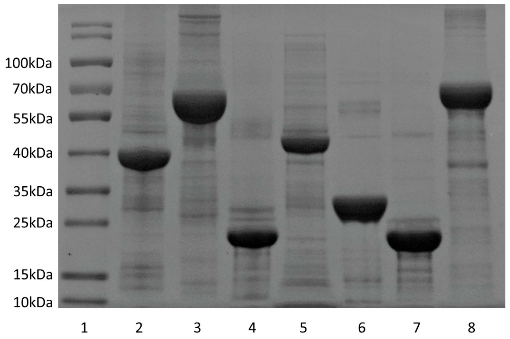 Vaccines 13 00872 g001 Vaccines 13 00872 g001