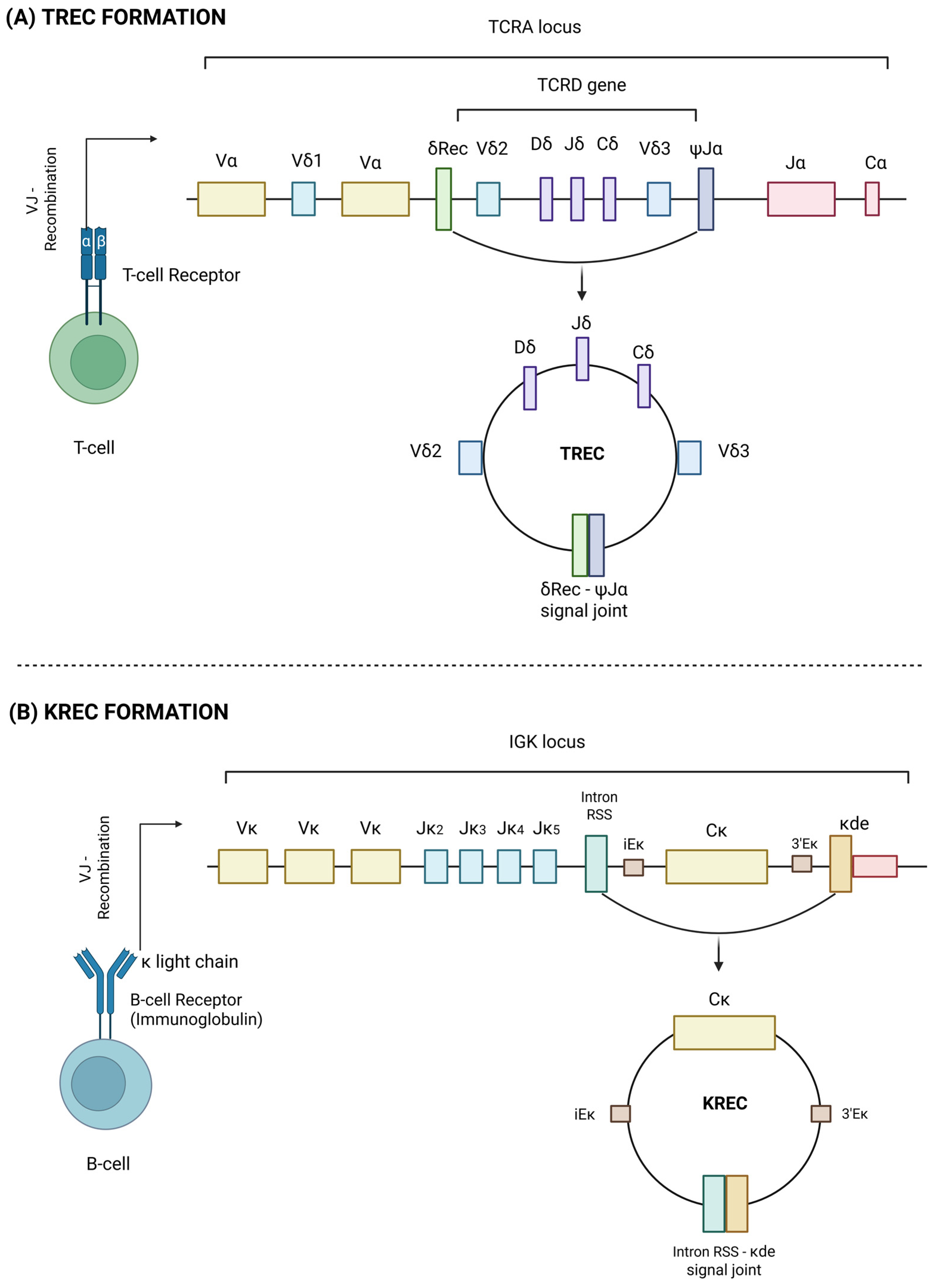 Vaccines 13 00874 g001 Vaccines 13 00874 g001