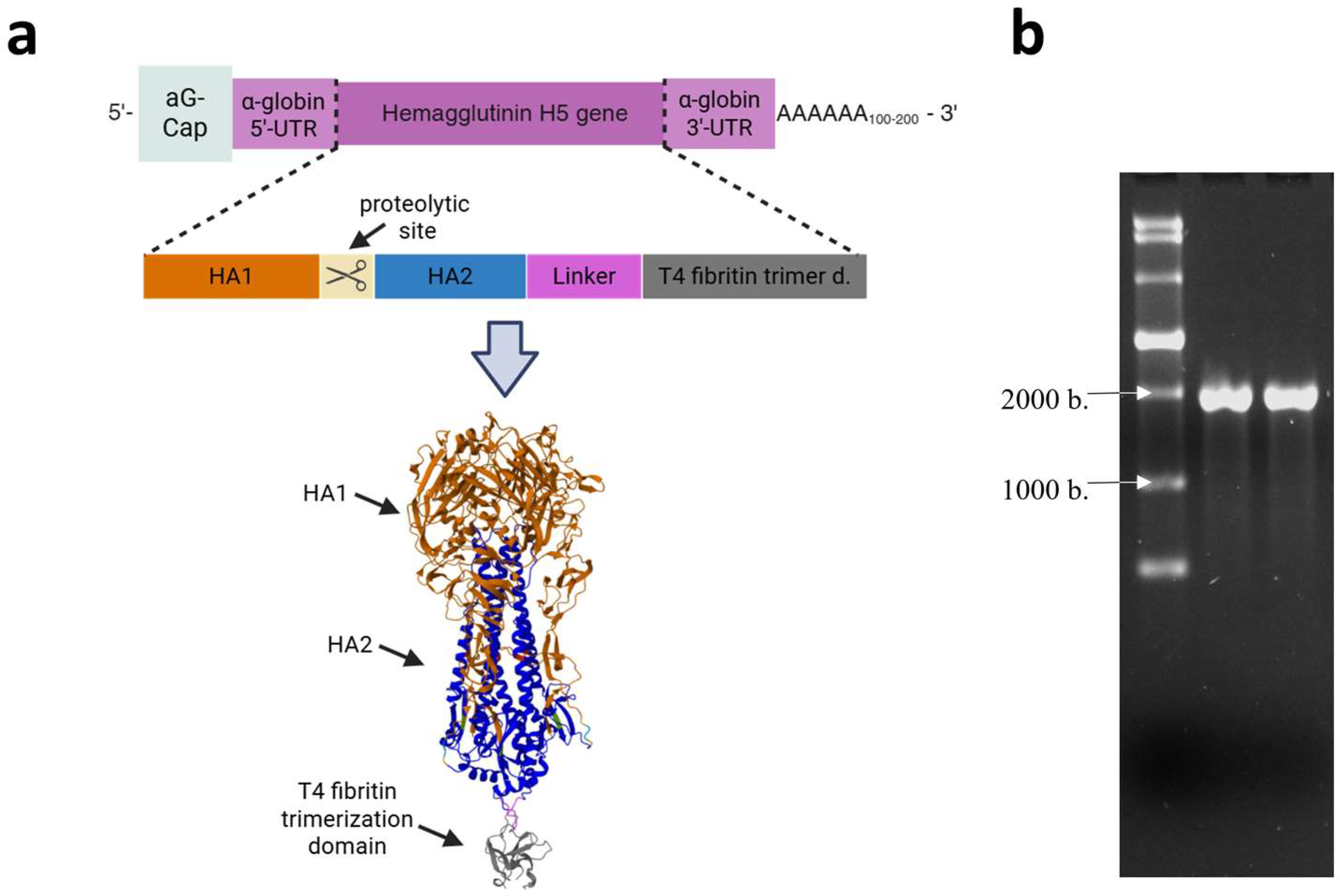 Vaccines 13 00883 g001 Vaccines 13 00883 g001