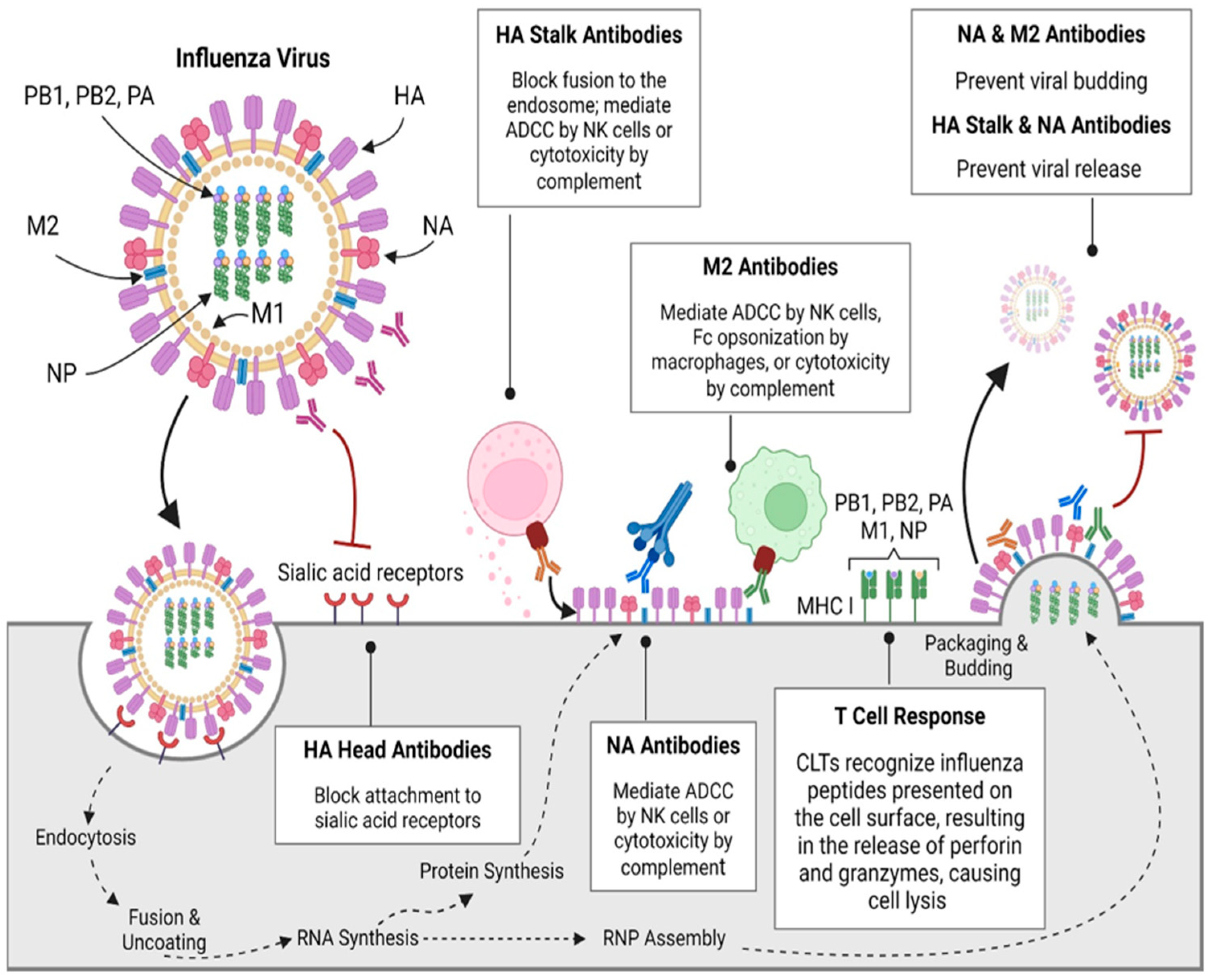 Vaccines 13 00890 g001 Vaccines 13 00890 g001