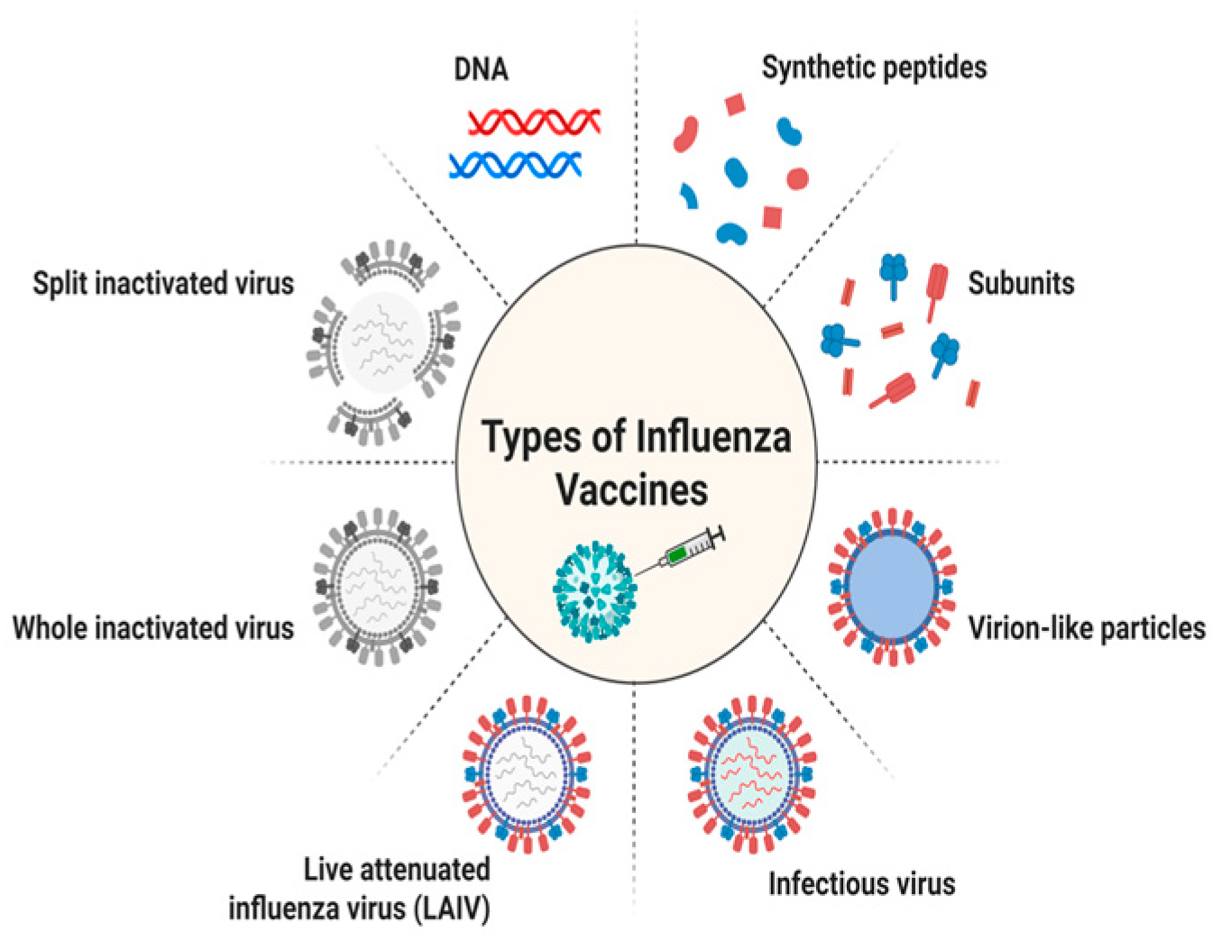Vaccines 13 00890 g002 Vaccines 13 00890 g002