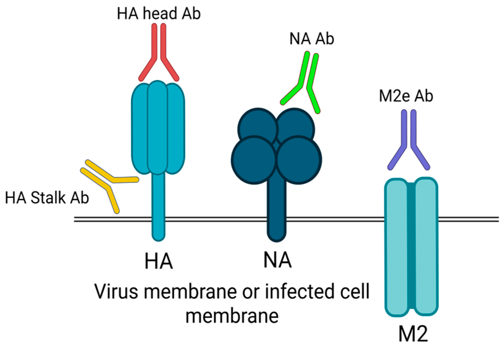 Vaccines 13 00890 g004 Vaccines 13 00890 g004