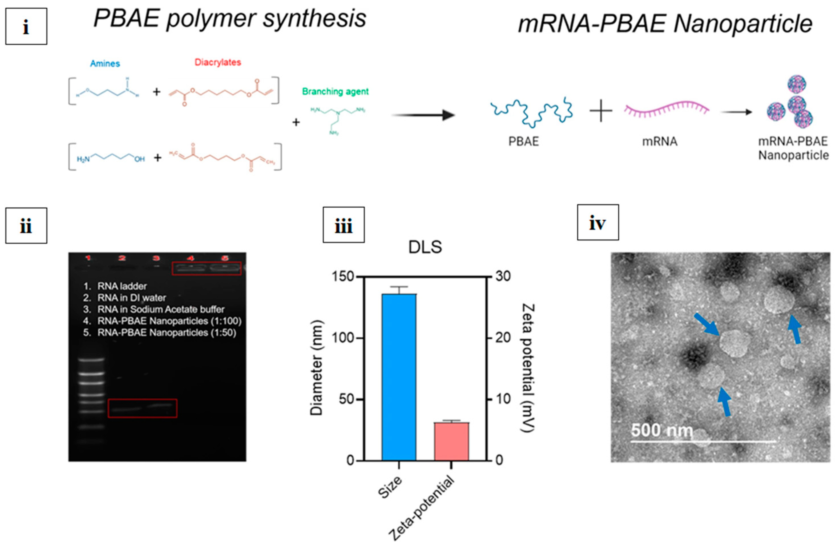Vaccines 13 00890 g007 Vaccines 13 00890 g007