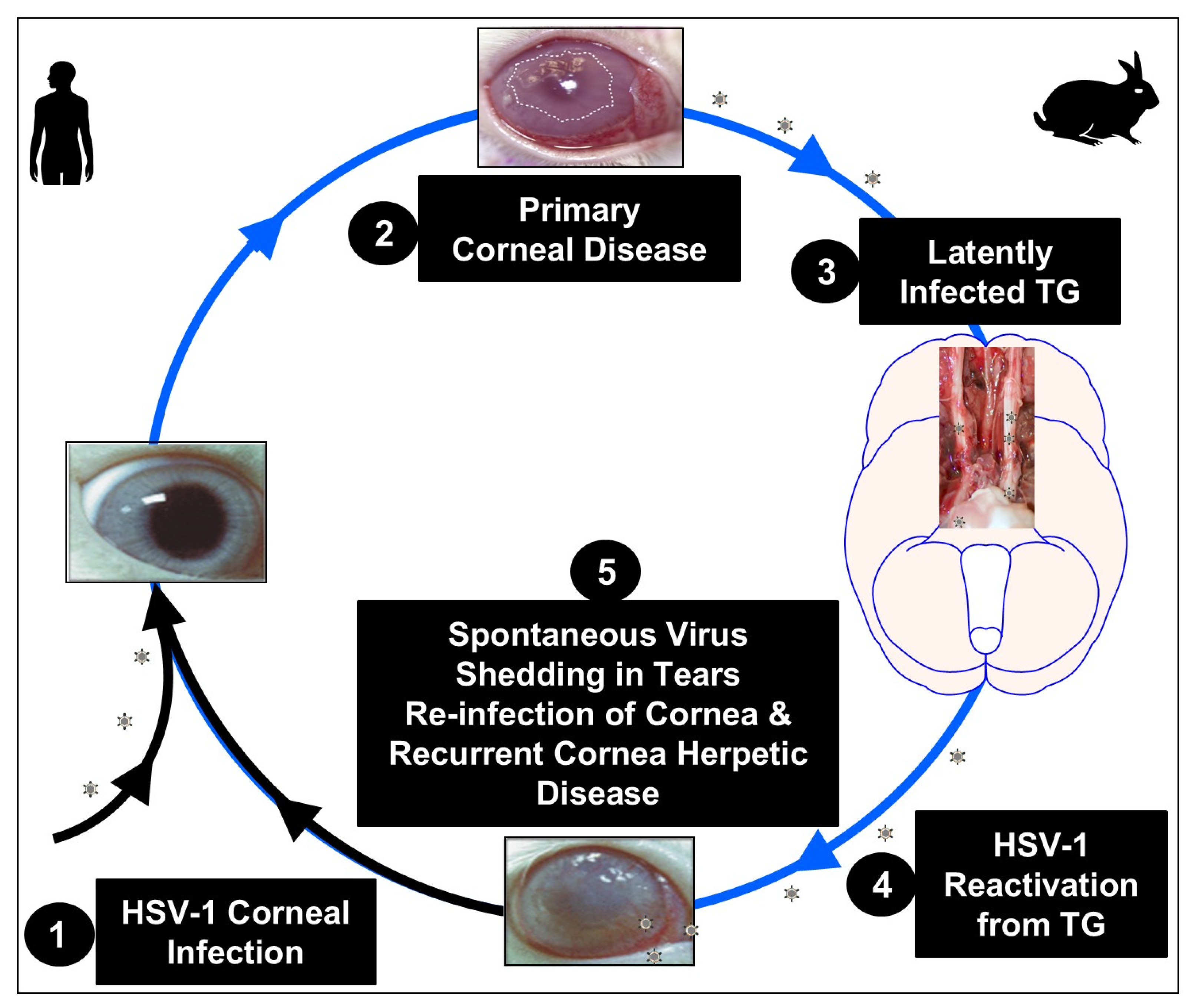 Vaccines 13 00908 g001 Vaccines 13 00908 g001