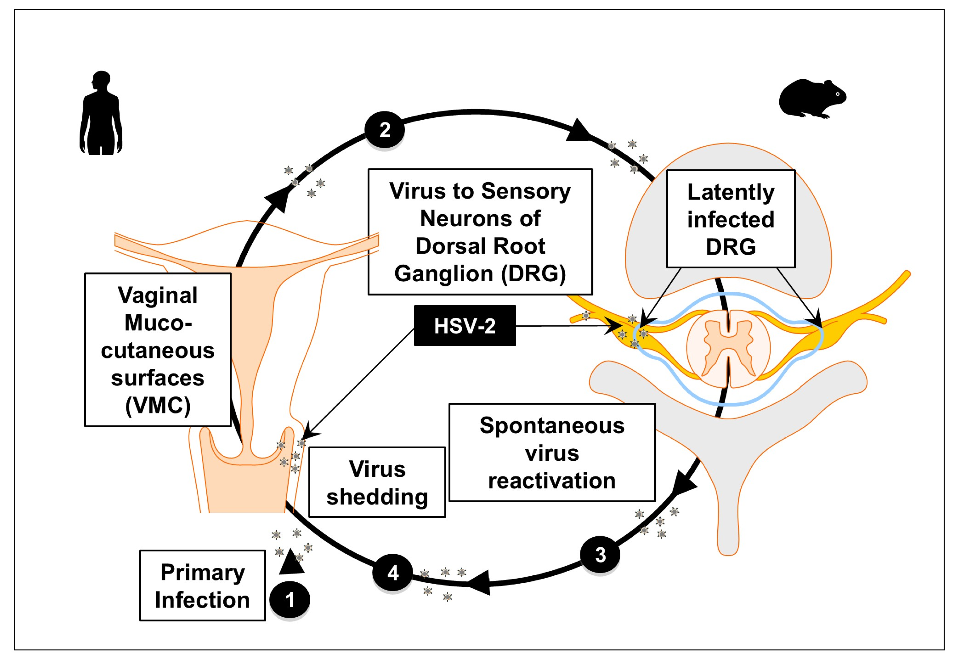 Vaccines 13 00908 g002 Vaccines 13 00908 g002