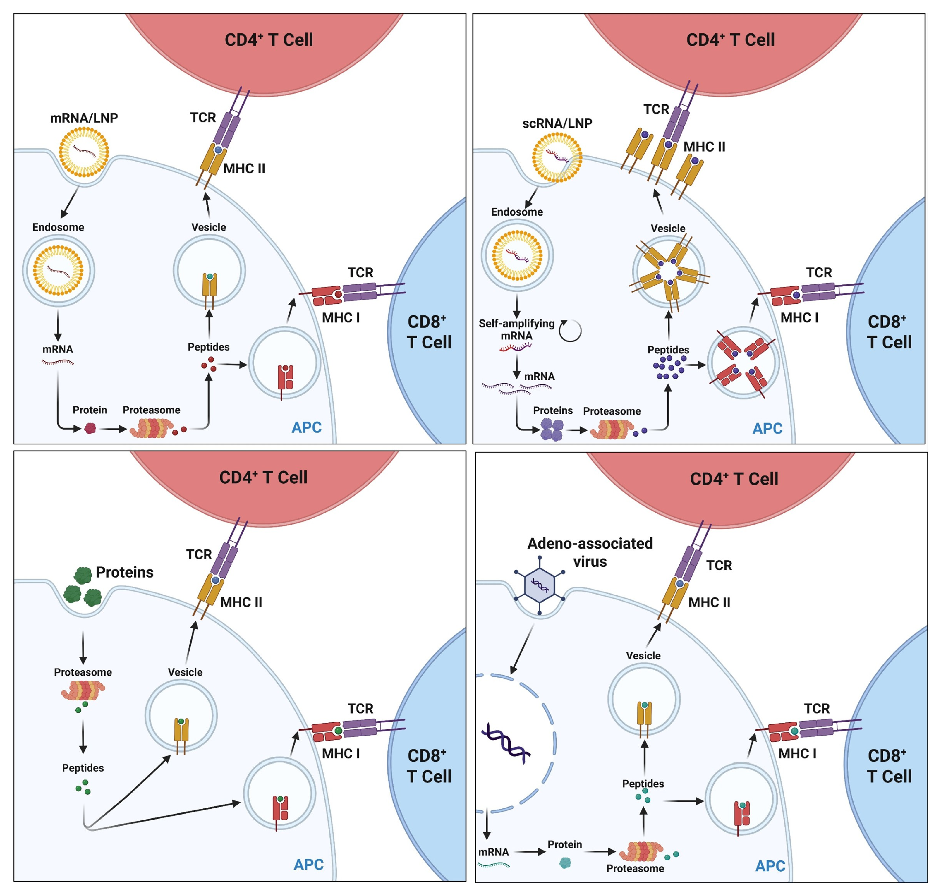Vaccines 13 00908 g007 Vaccines 13 00908 g007