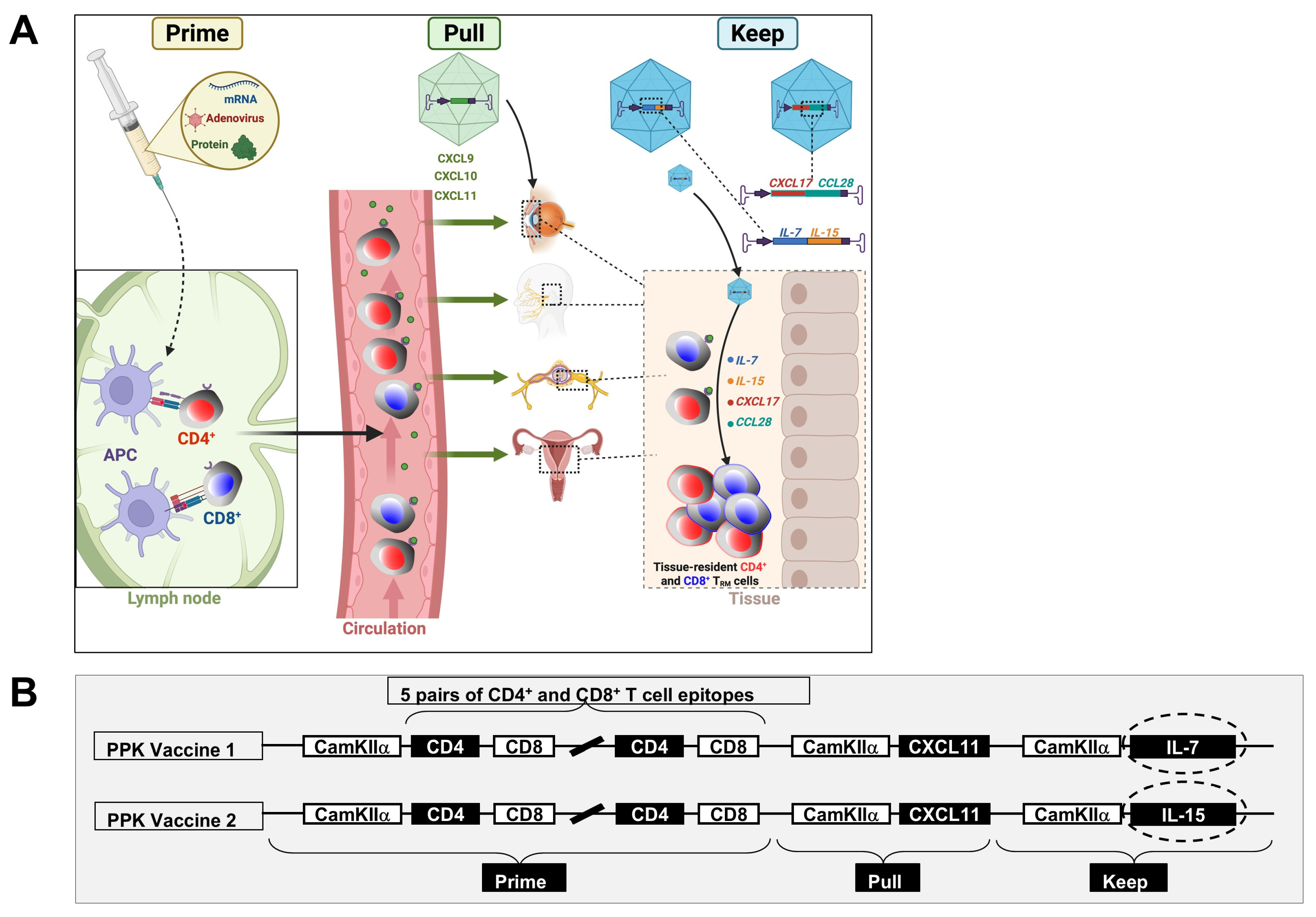 Vaccines 13 00908 g008 Vaccines 13 00908 g008