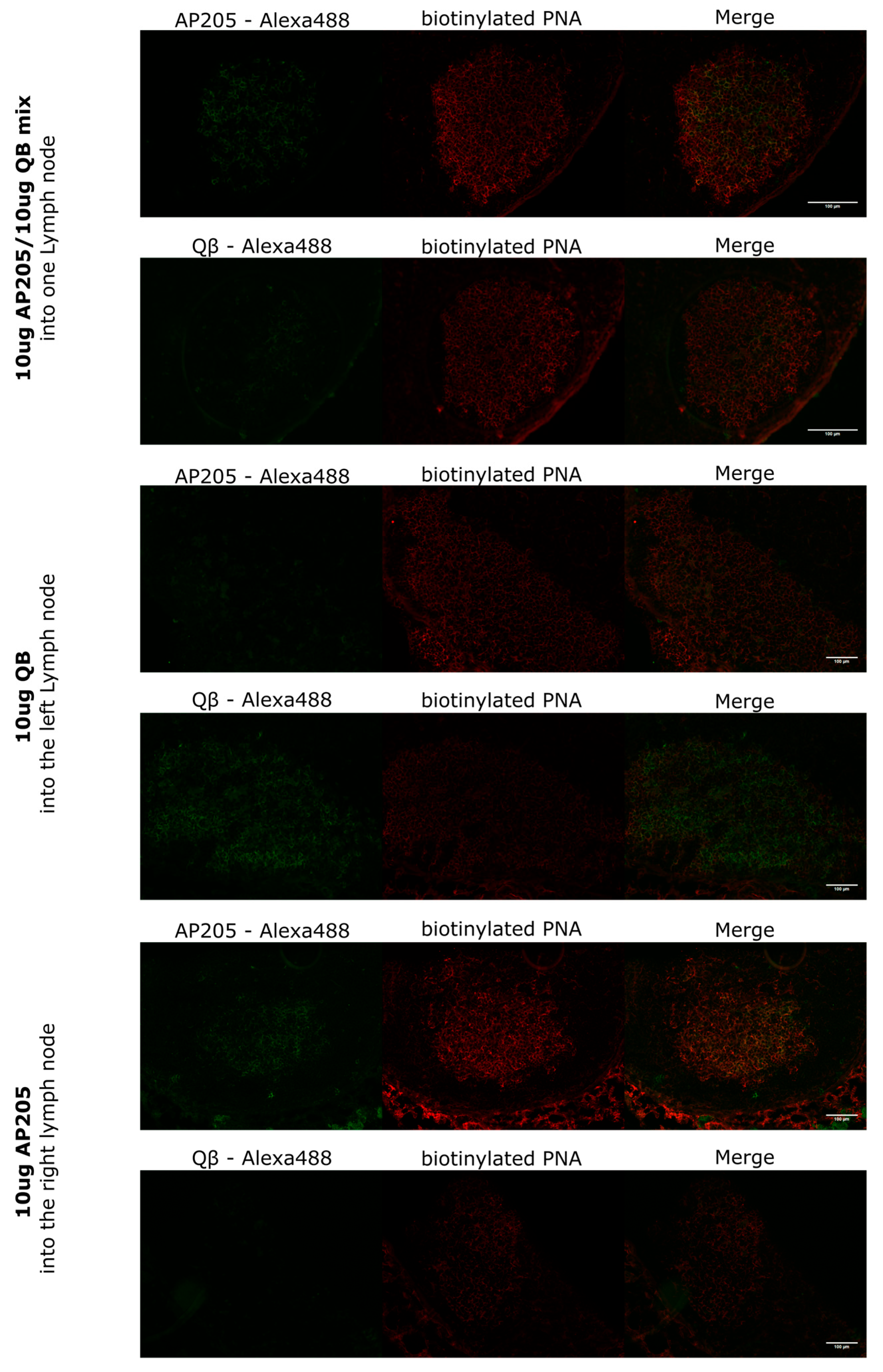 Vaccines 13 00941 g001