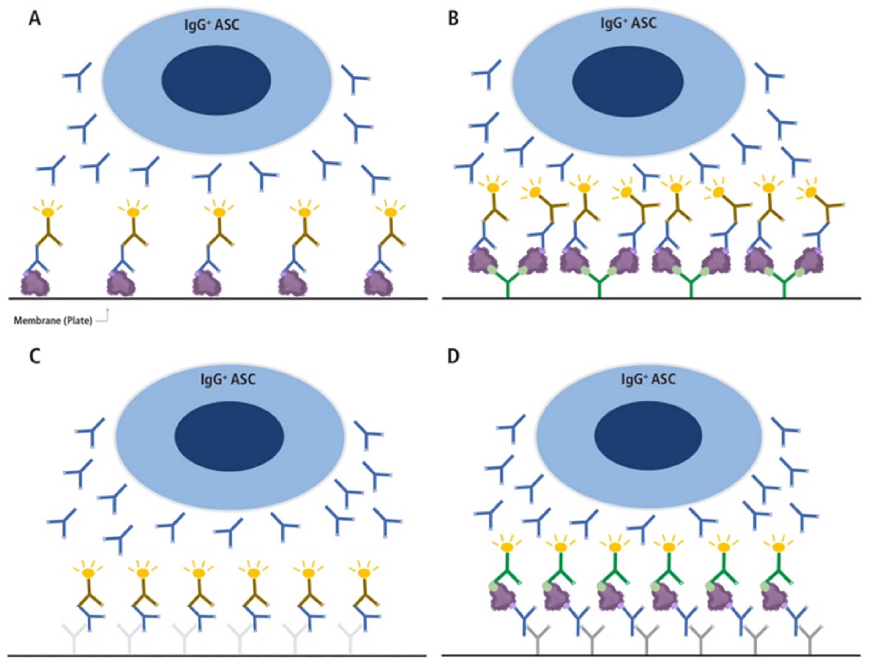 Vaccines 13 00944 g001