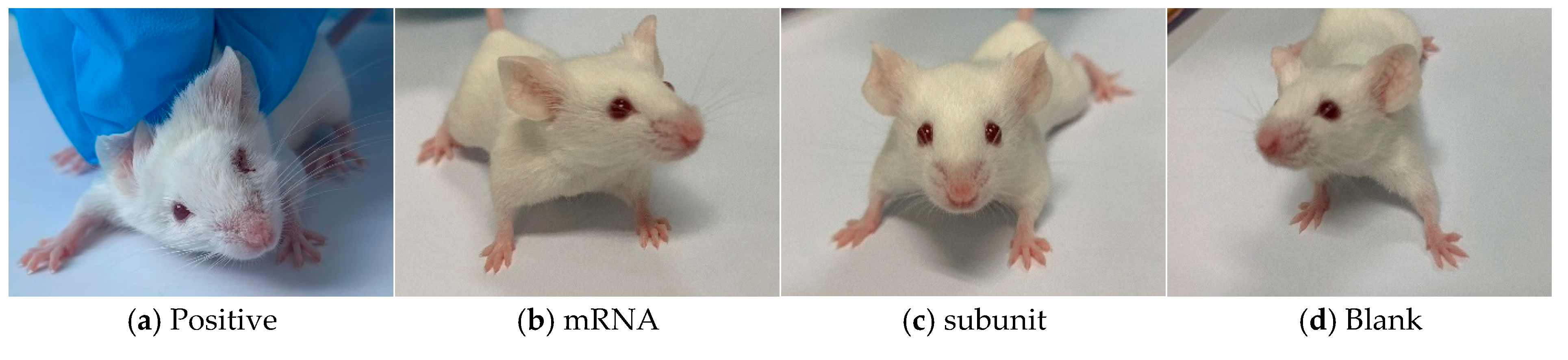 Vaccines 13 00958 g005