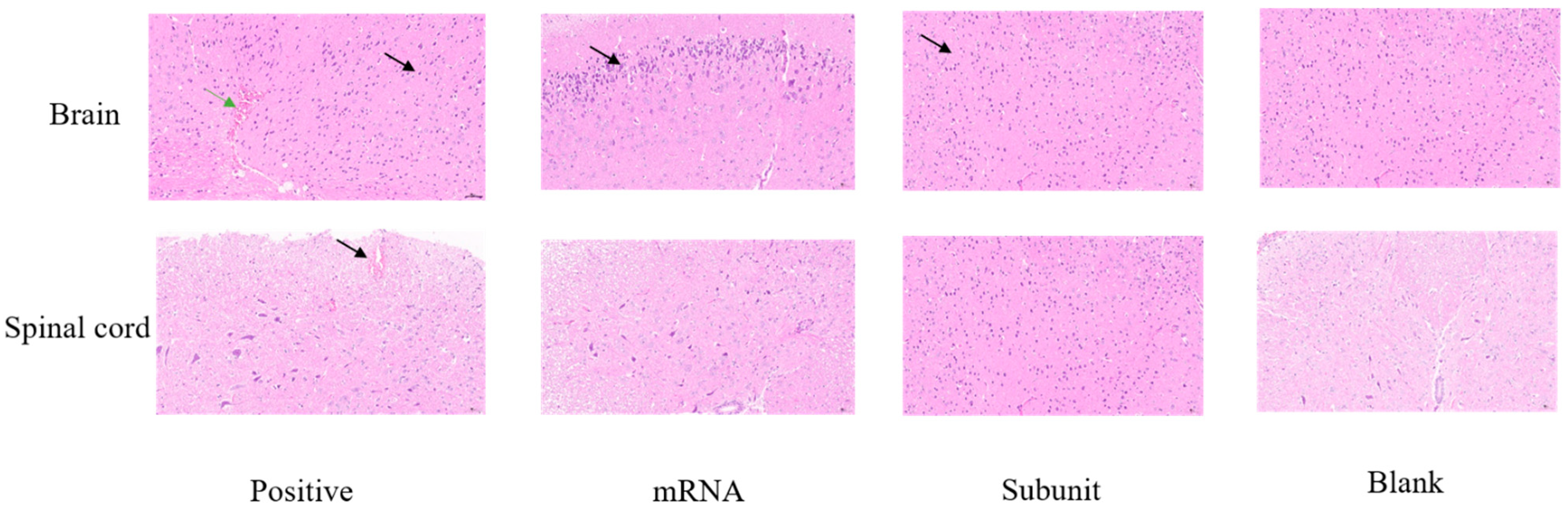 Vaccines 13 00958 g007
