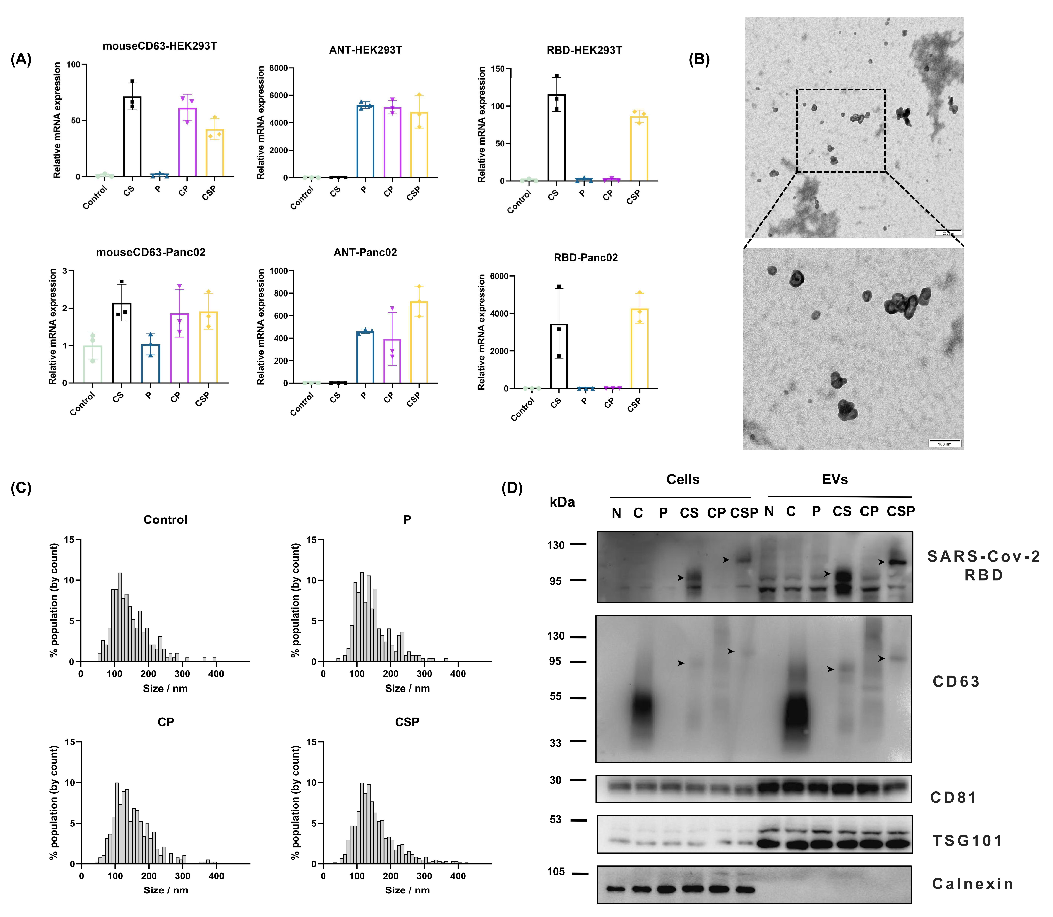 Vaccines 13 00977 g003