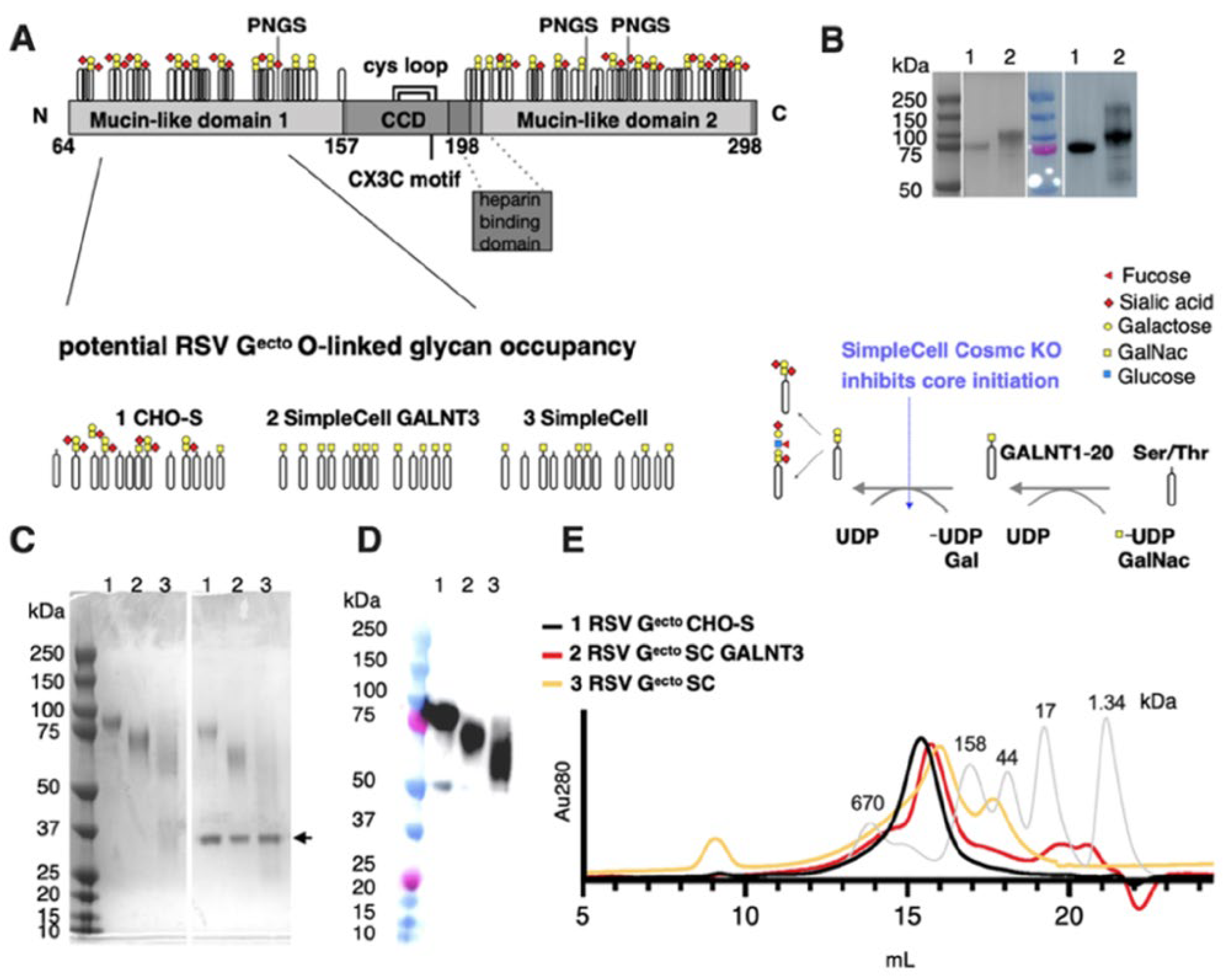 Vaccines 13 01004 g001 Vaccines 13 01004 g001
