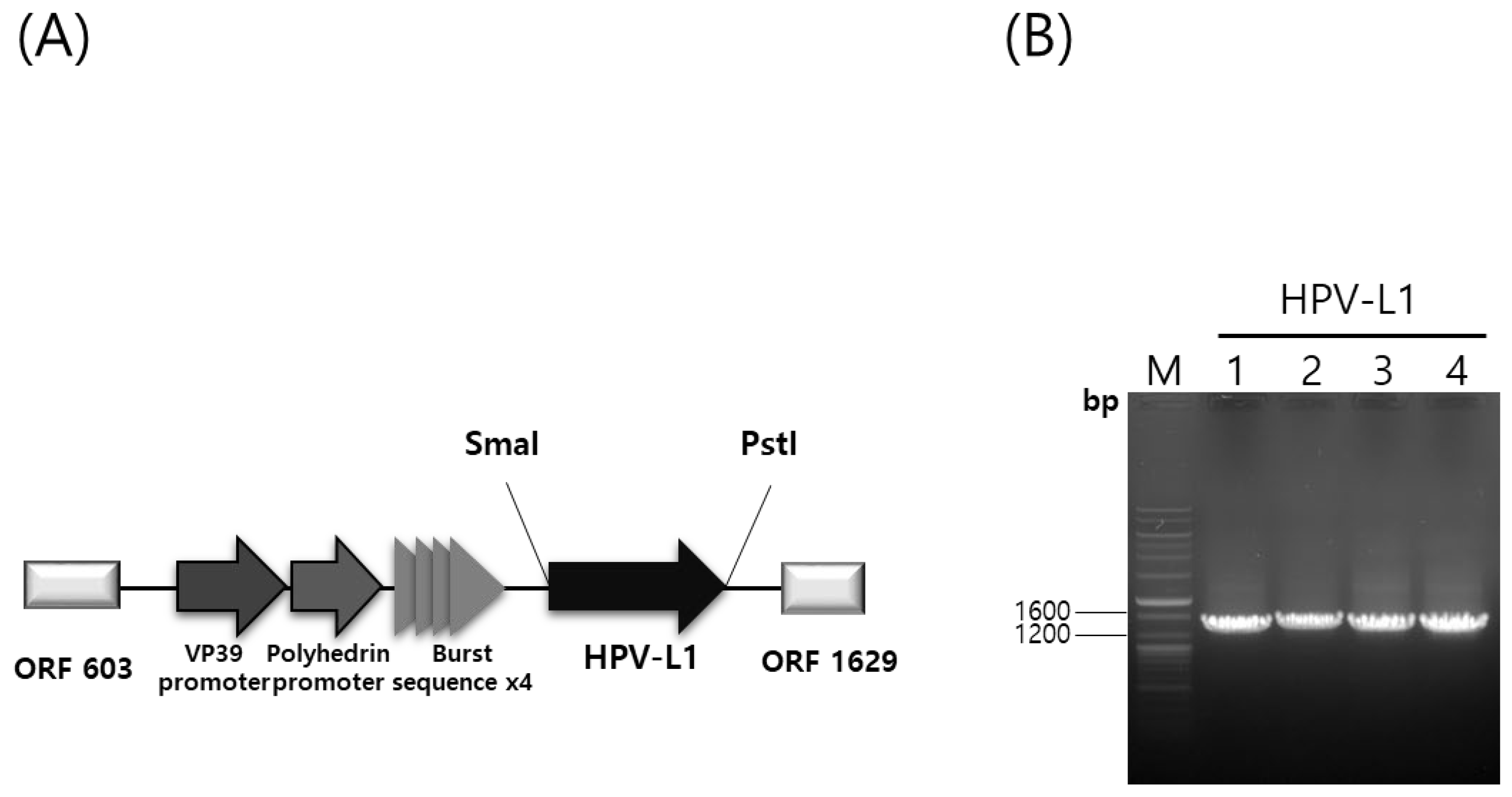 Vaccines 13 01006 g001 Vaccines 13 01006 g001