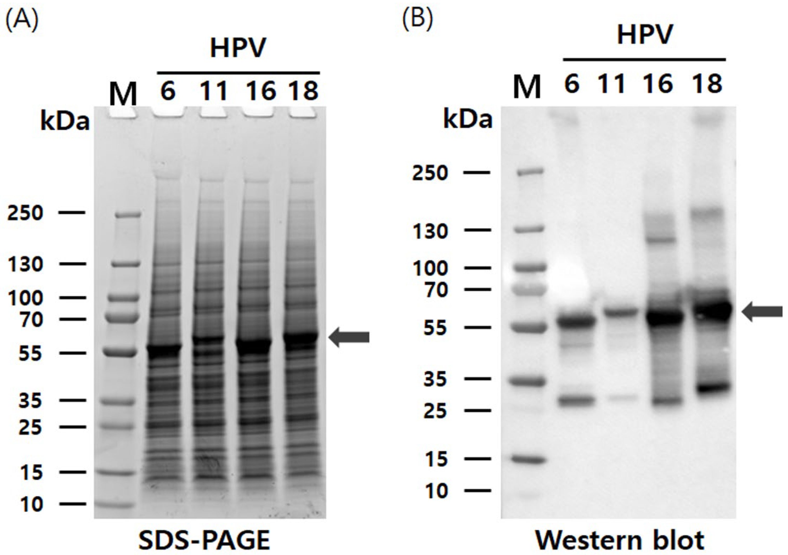 Vaccines 13 01006 g002 Vaccines 13 01006 g002