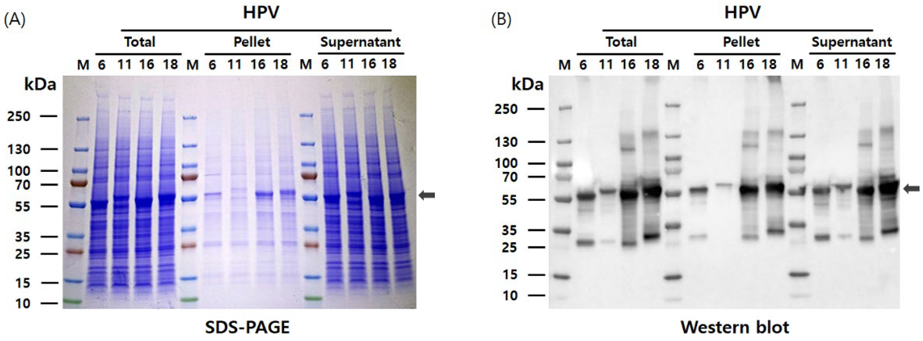 Vaccines 13 01006 g003 Vaccines 13 01006 g003