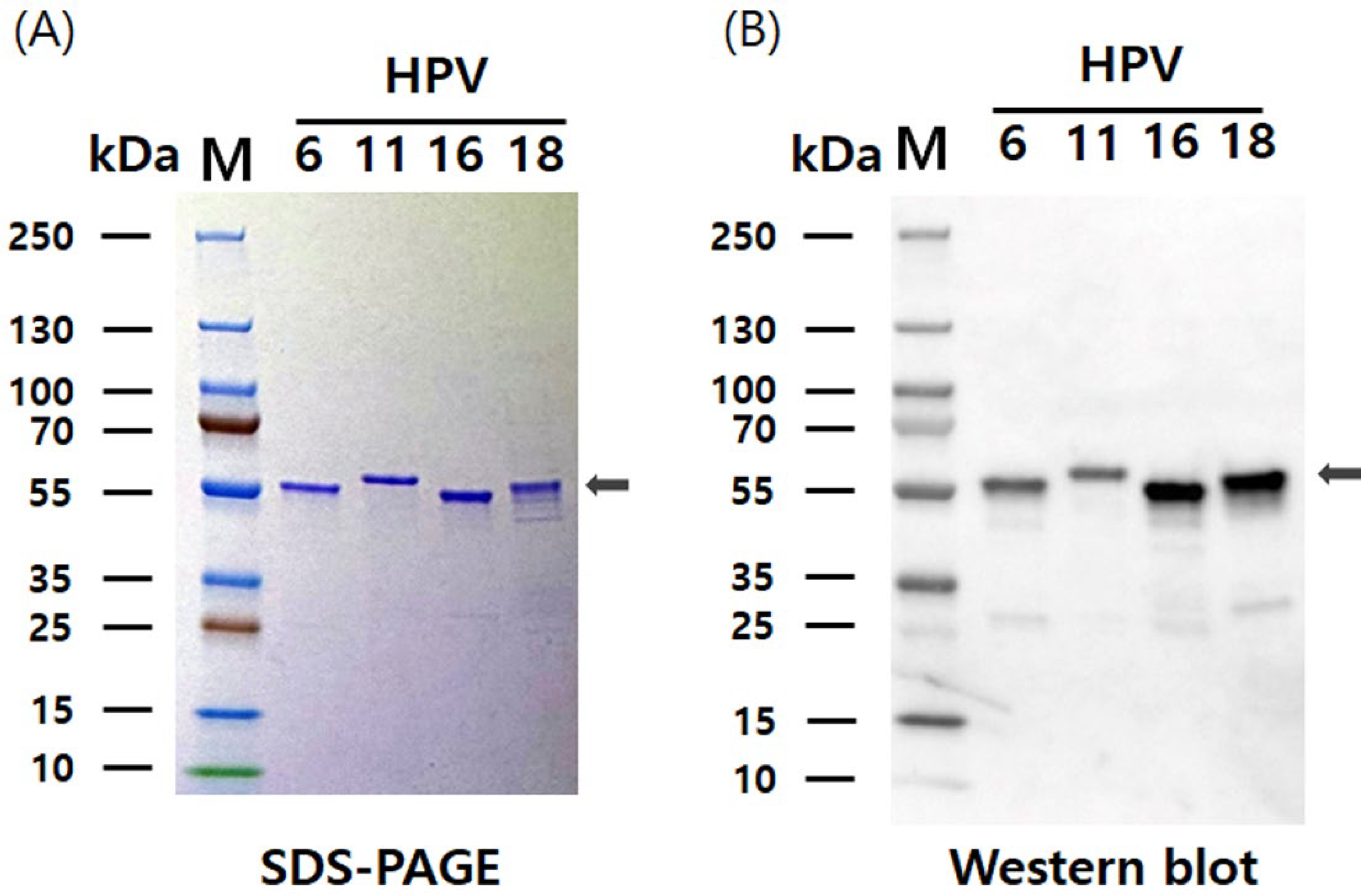 Vaccines 13 01006 g004 Vaccines 13 01006 g004
