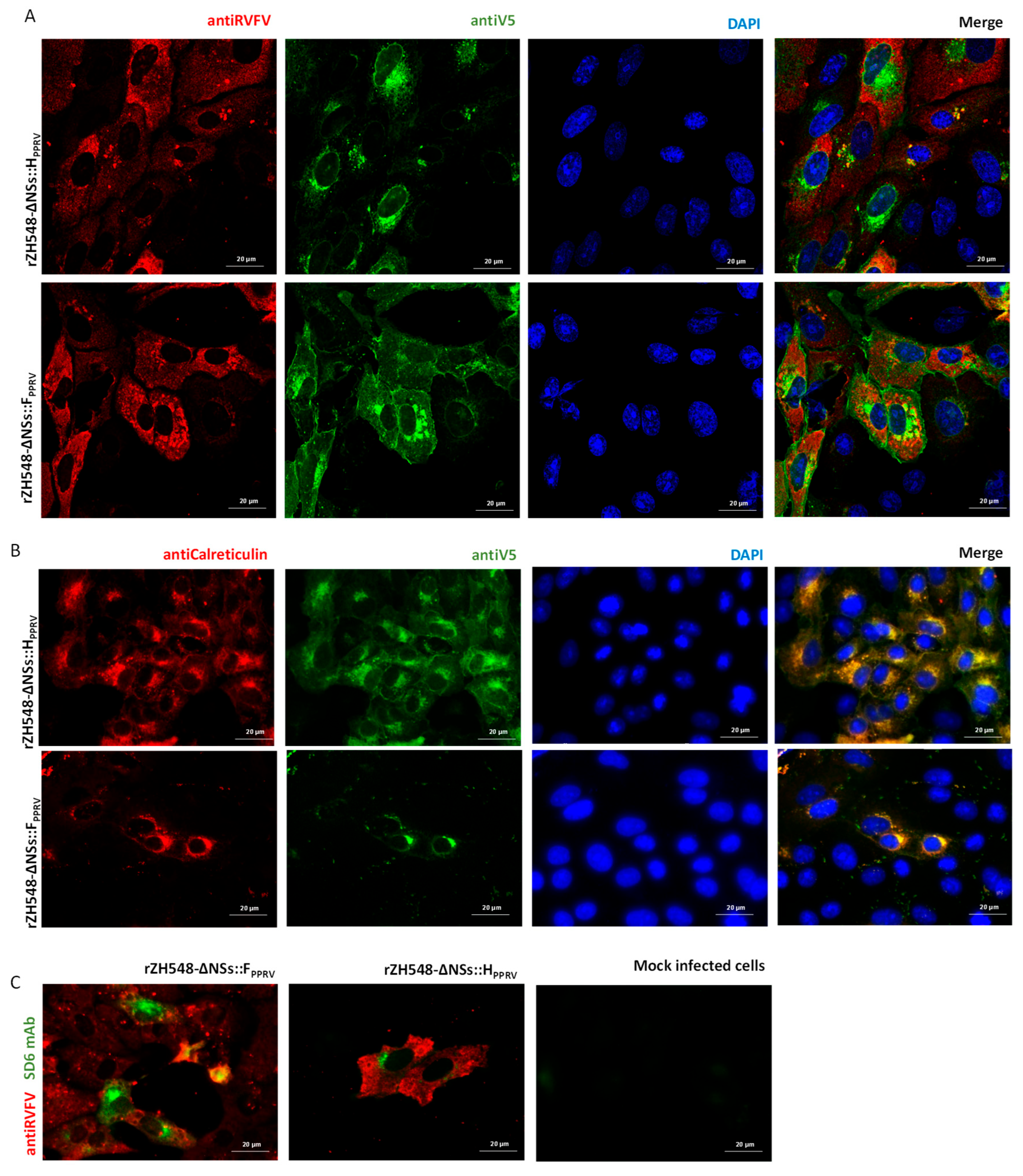 Vaccines 13 01039 g003