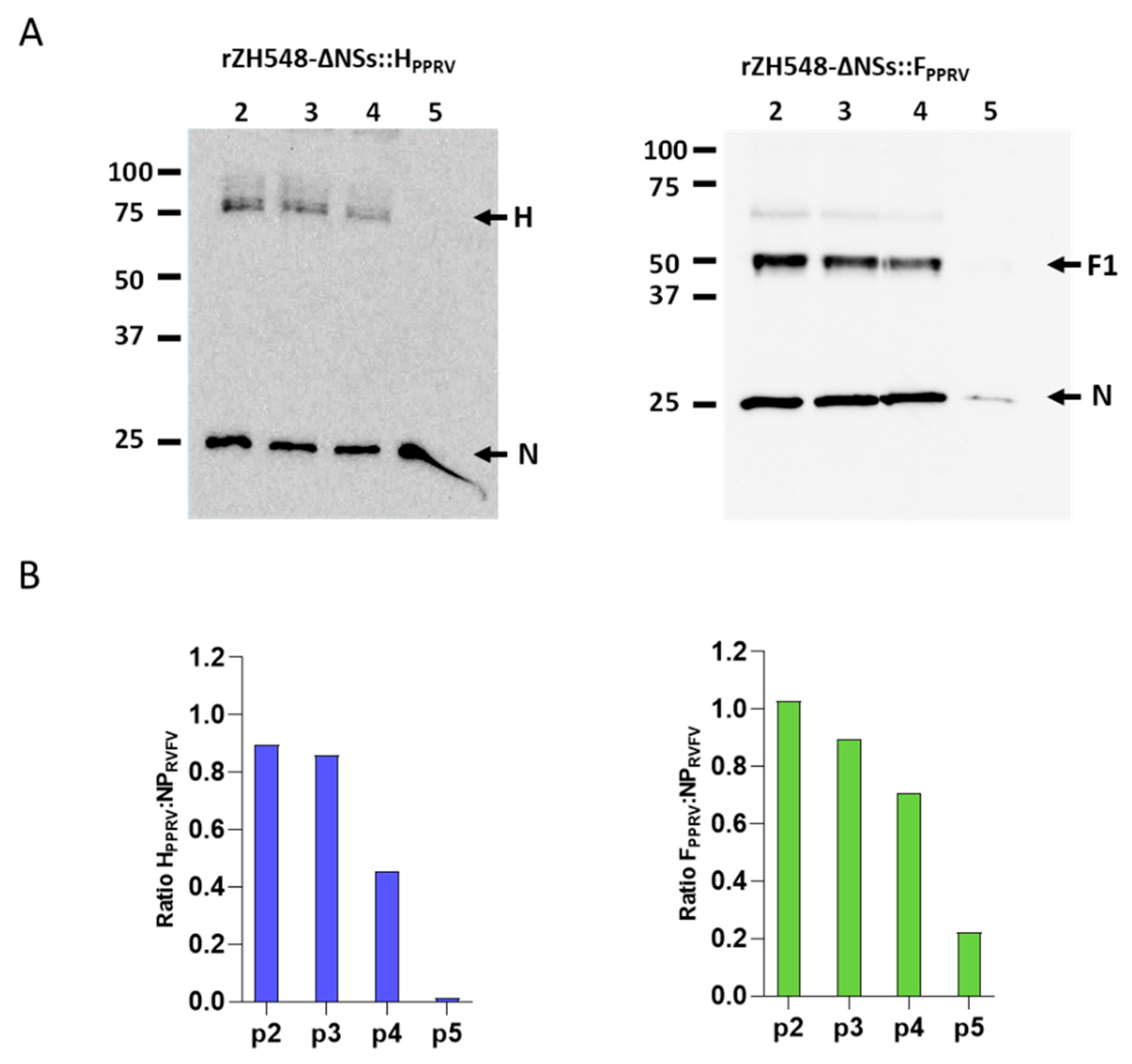 Vaccines 13 01039 g004
