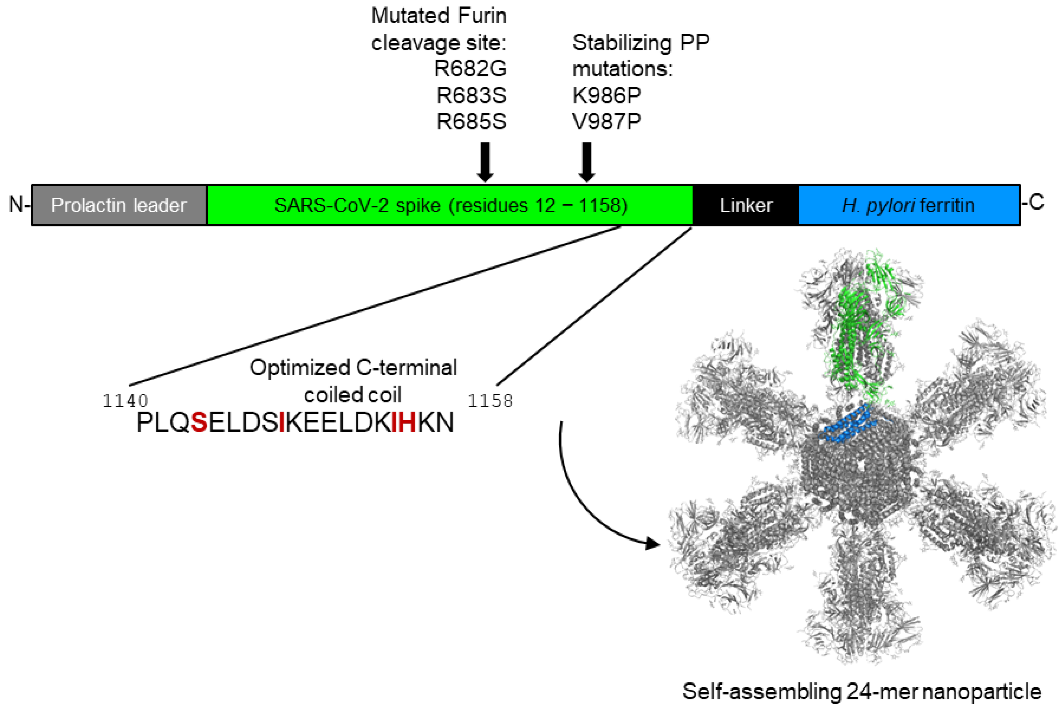 Vaccines 13 01041 g001 Vaccines 13 01041 g001