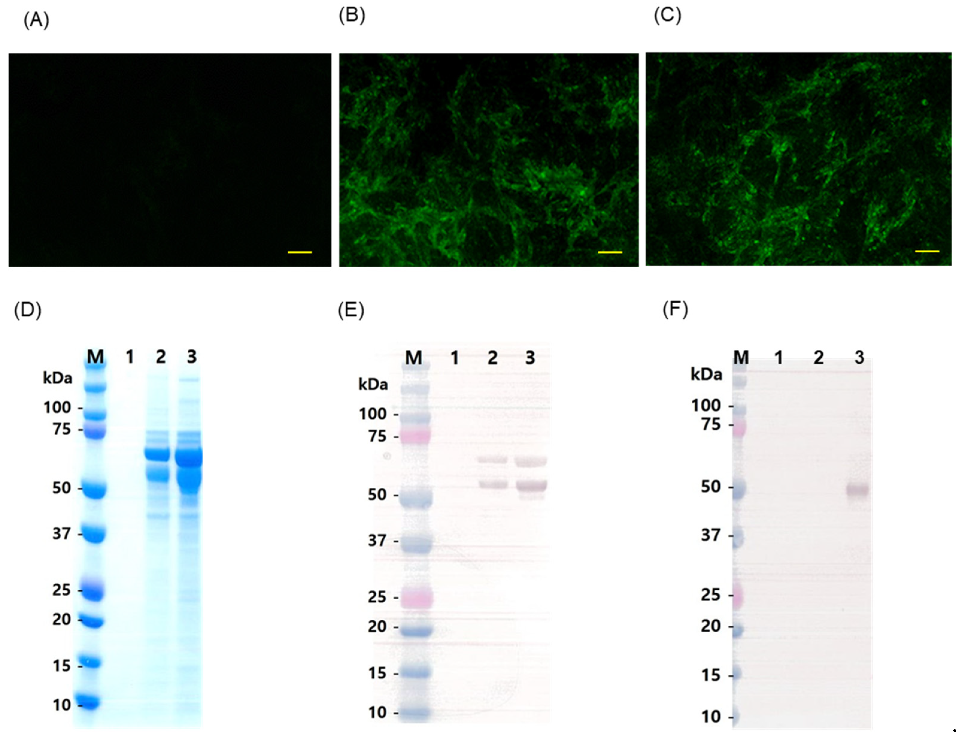 Vaccines 13 01048 g002 Vaccines 13 01048 g002
