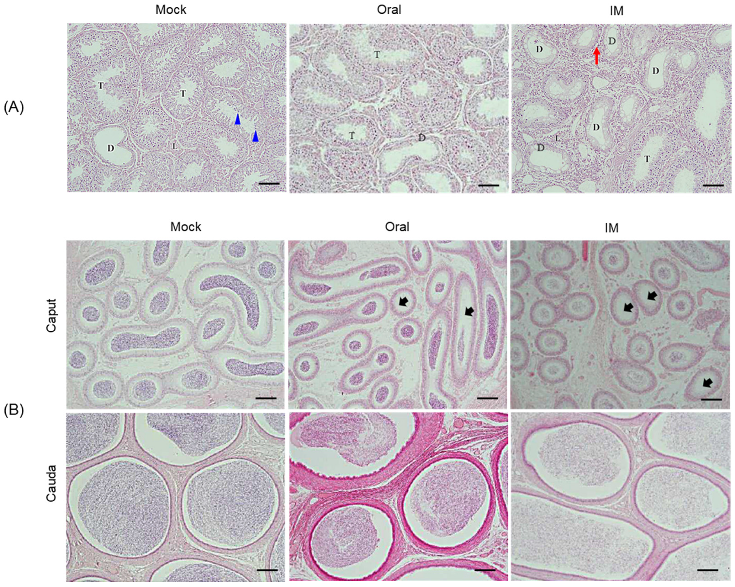 Vaccines 13 01048 g006 Vaccines 13 01048 g006