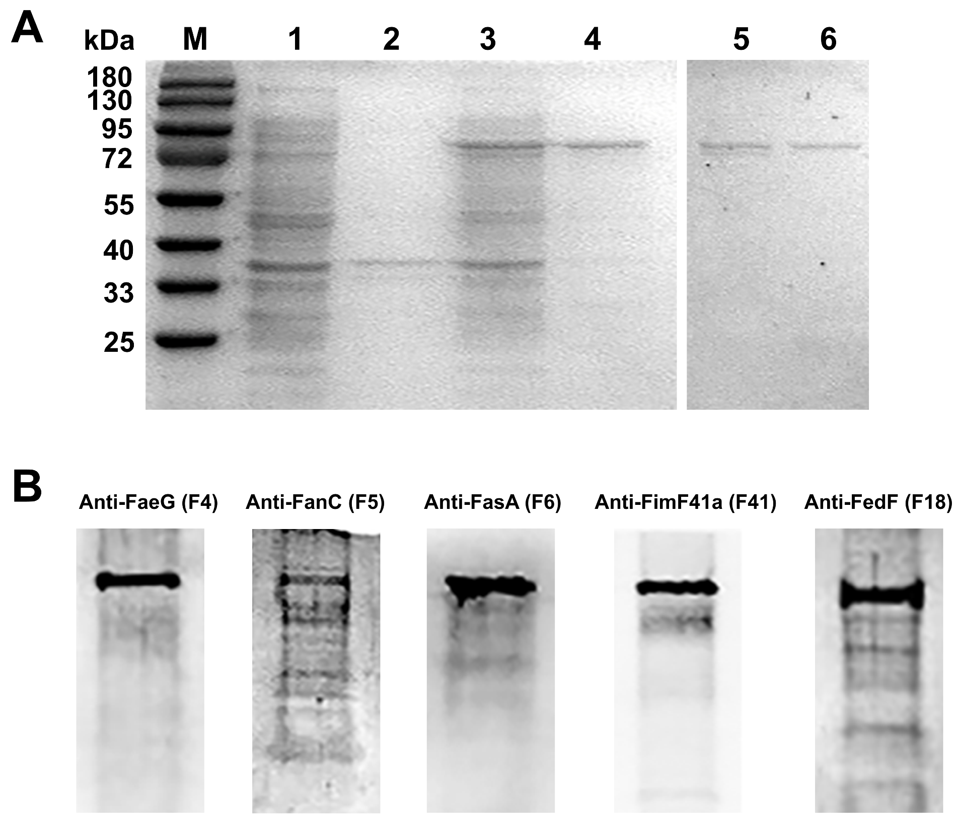Vaccines 13 01057 g006 Vaccines 13 01057 g006