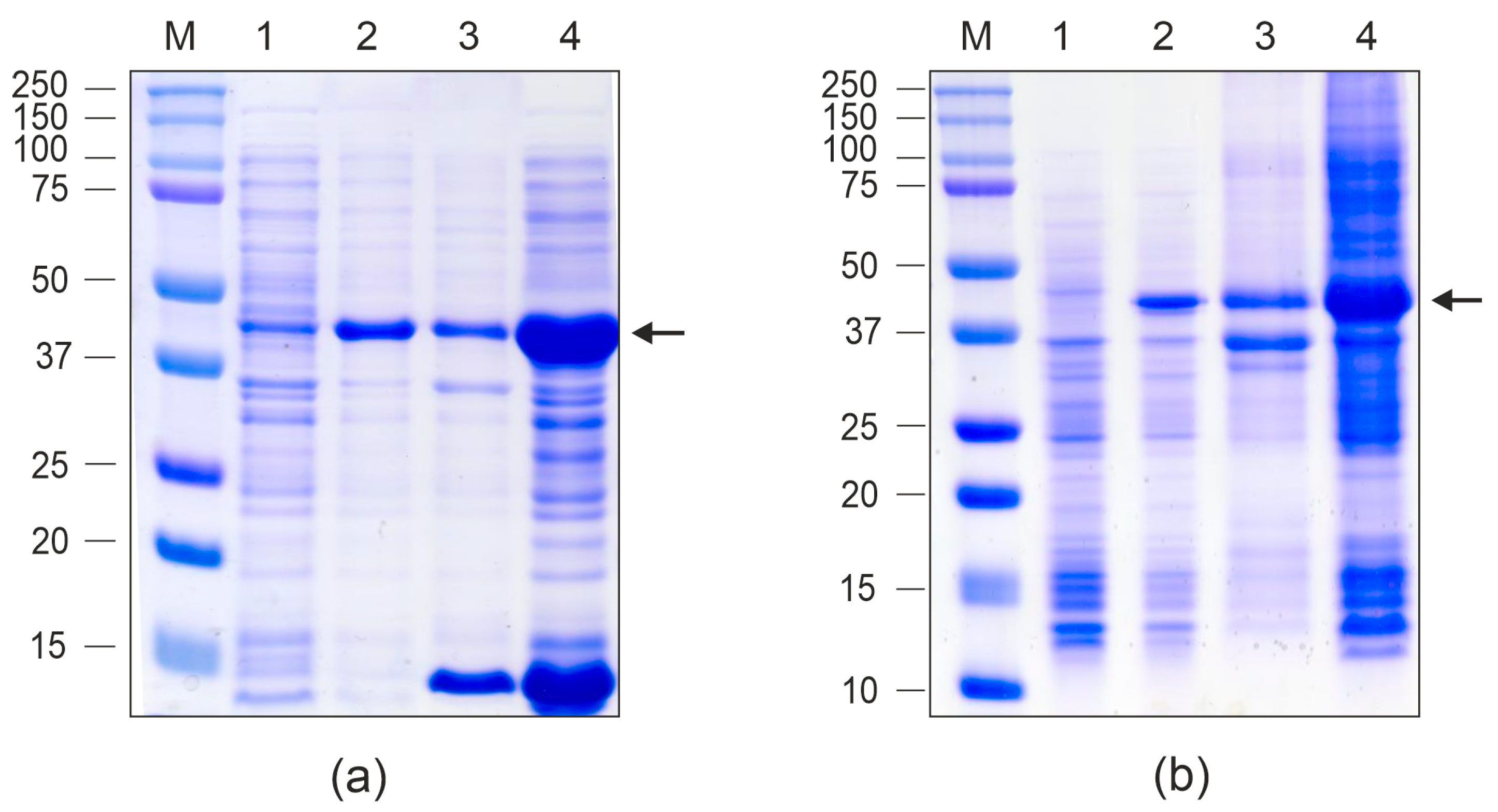 Vaccines 13 01117 g004 Vaccines 13 01117 g004