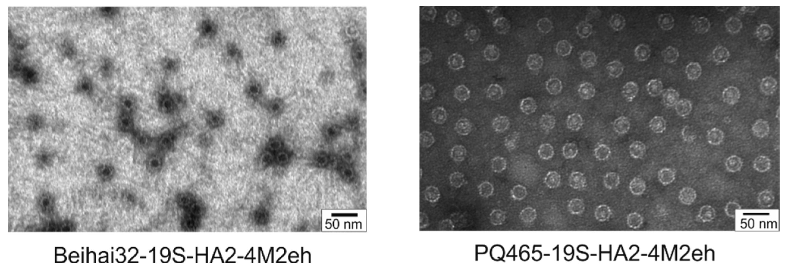 Vaccines 13 01117 g006 Vaccines 13 01117 g006