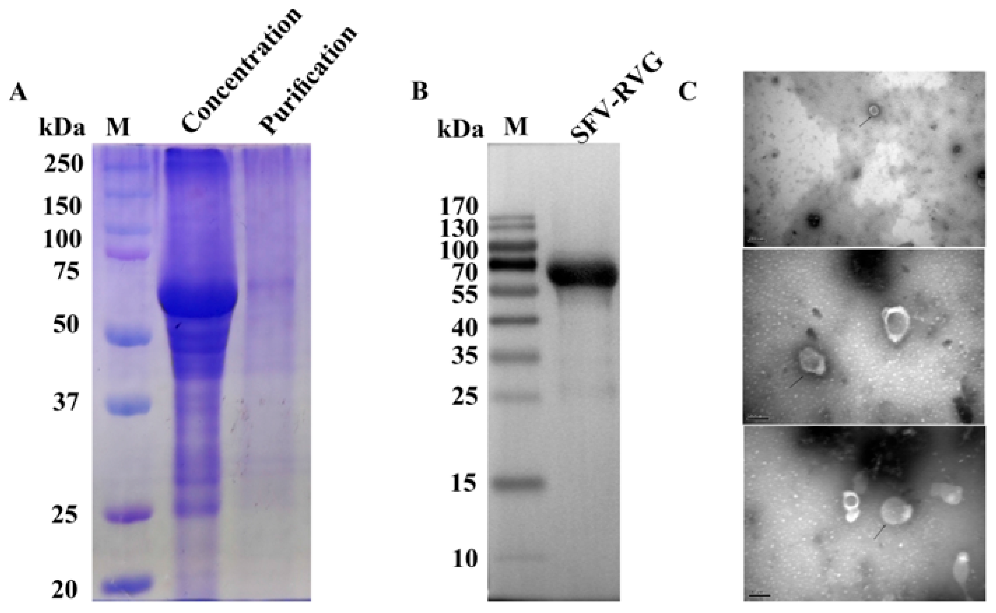 Vaccines 13 01122 g003