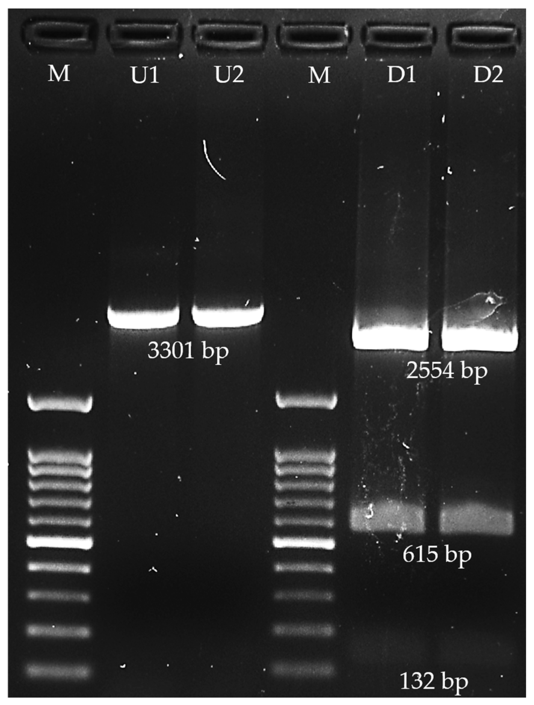 Vaccines 13 01128 g006