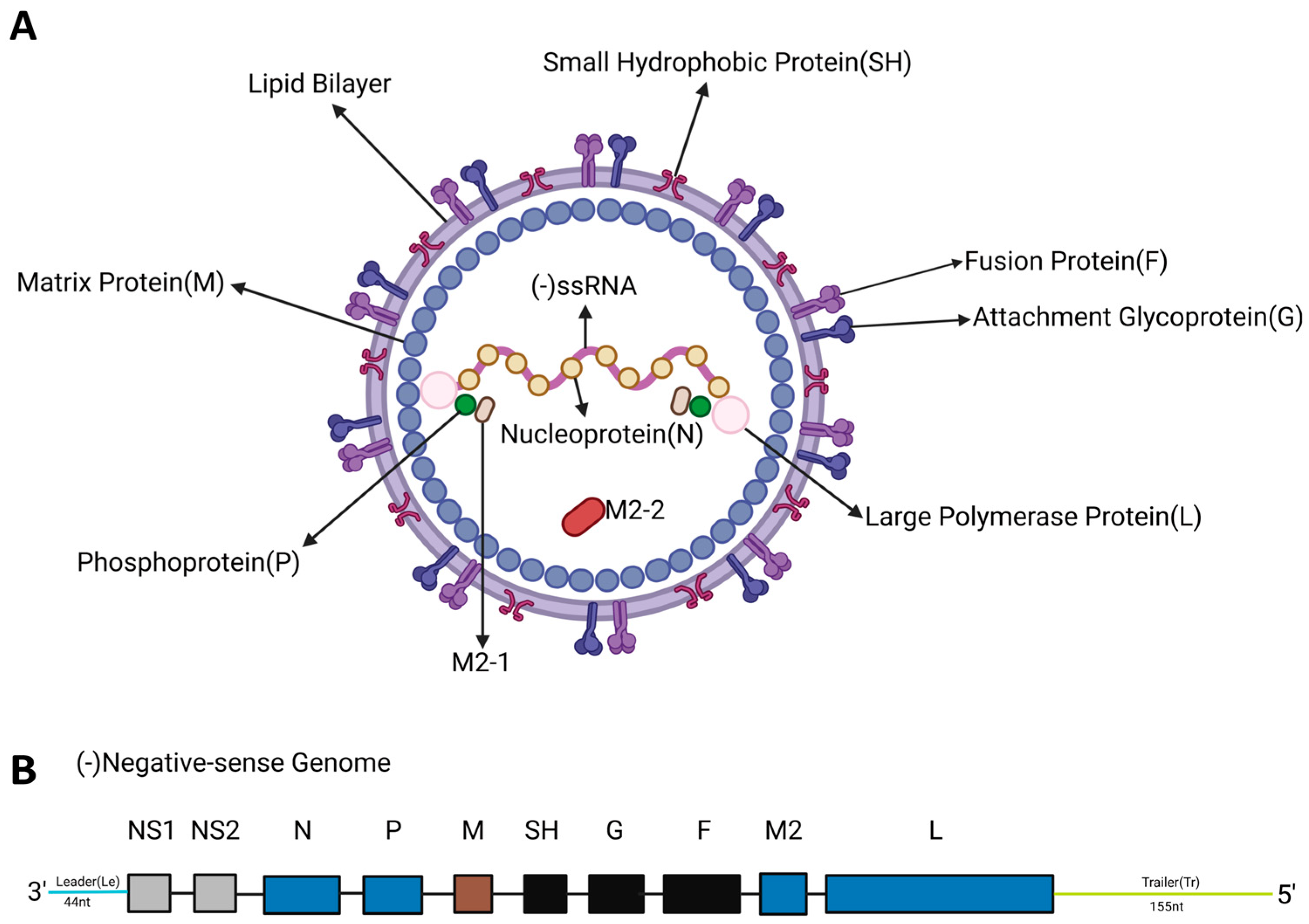 Vaccines 13 01133 g001 Vaccines 13 01133 g001