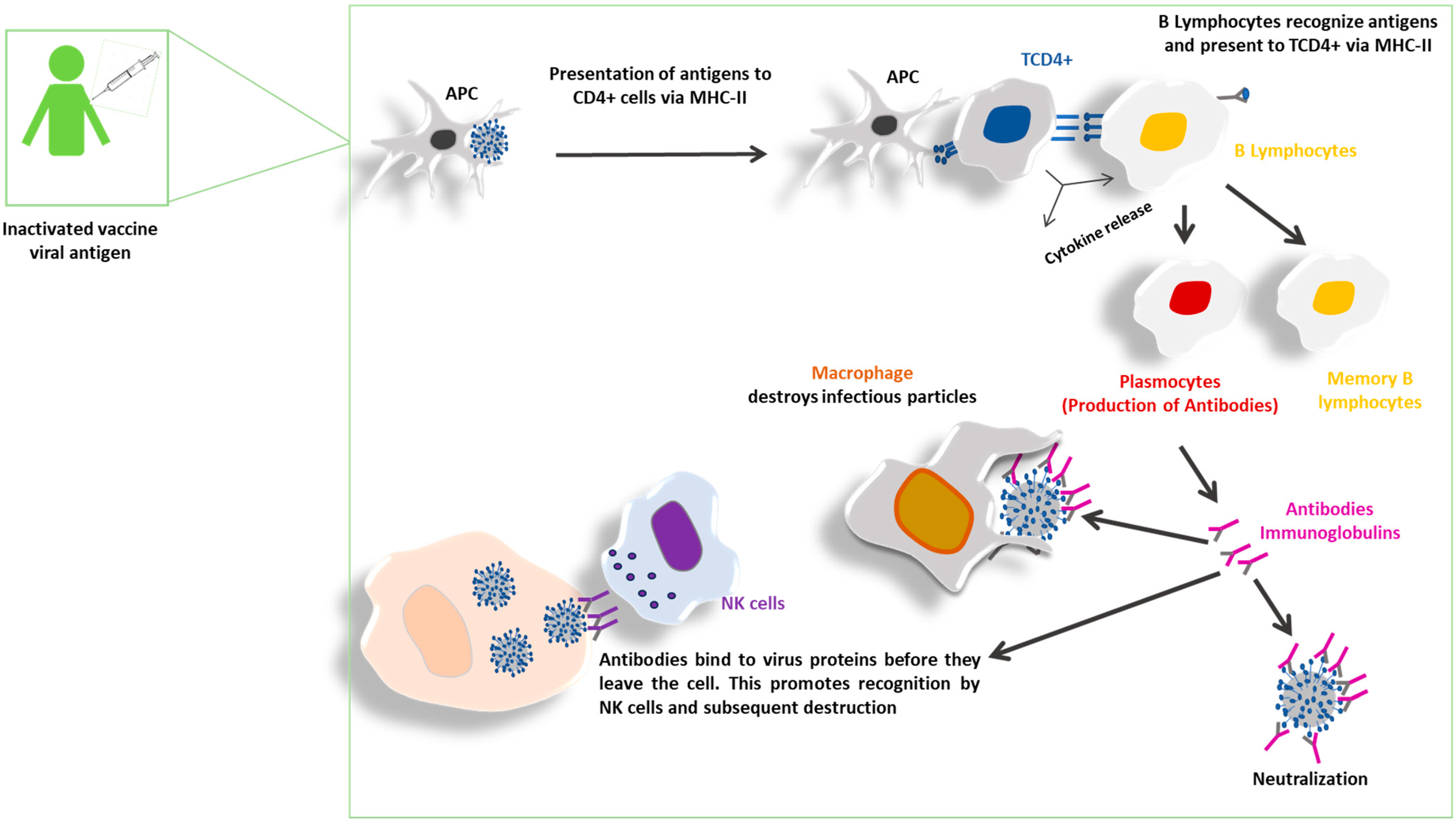 Vaccines 13 01140 g002 Vaccines 13 01140 g002