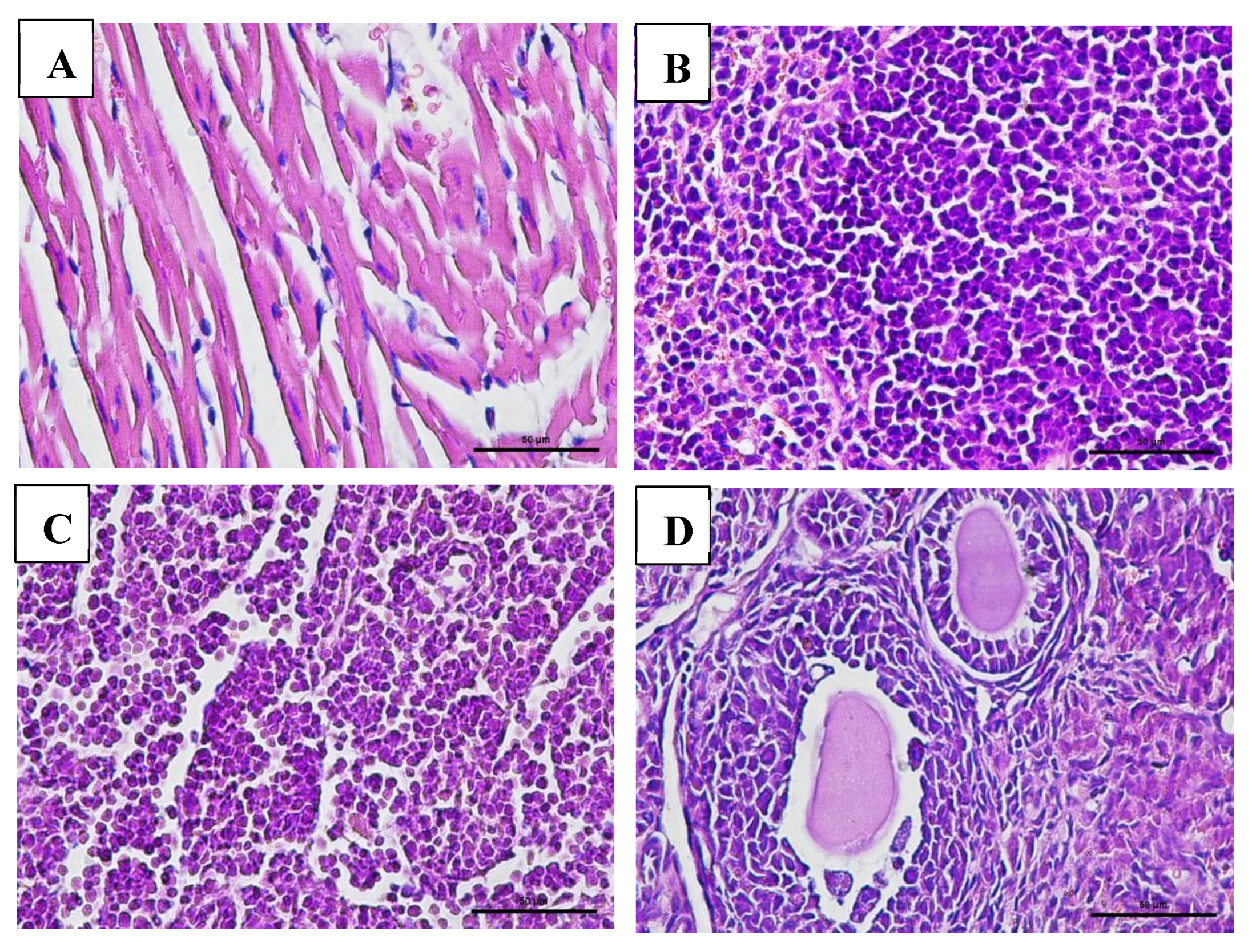 Vaccines 13 01142 g007 Vaccines 13 01142 g007