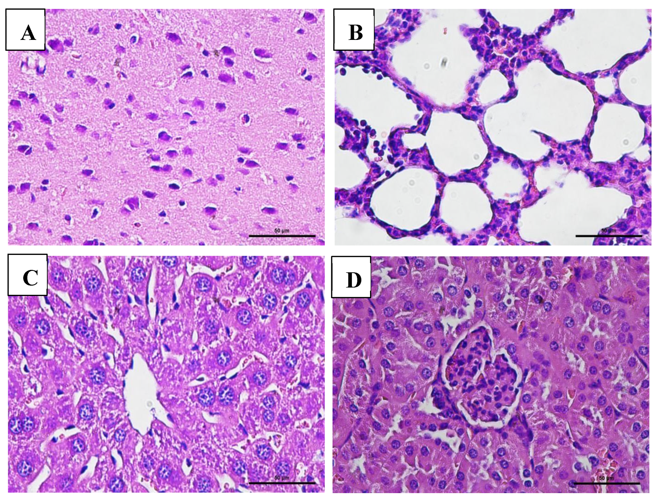 Vaccines 13 01142 g008 Vaccines 13 01142 g008