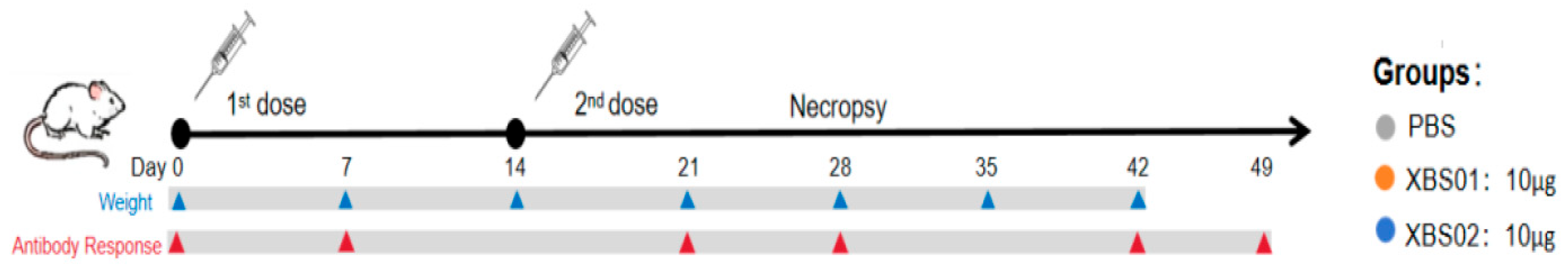 Vaccines 13 01155 g001 Vaccines 13 01155 g001