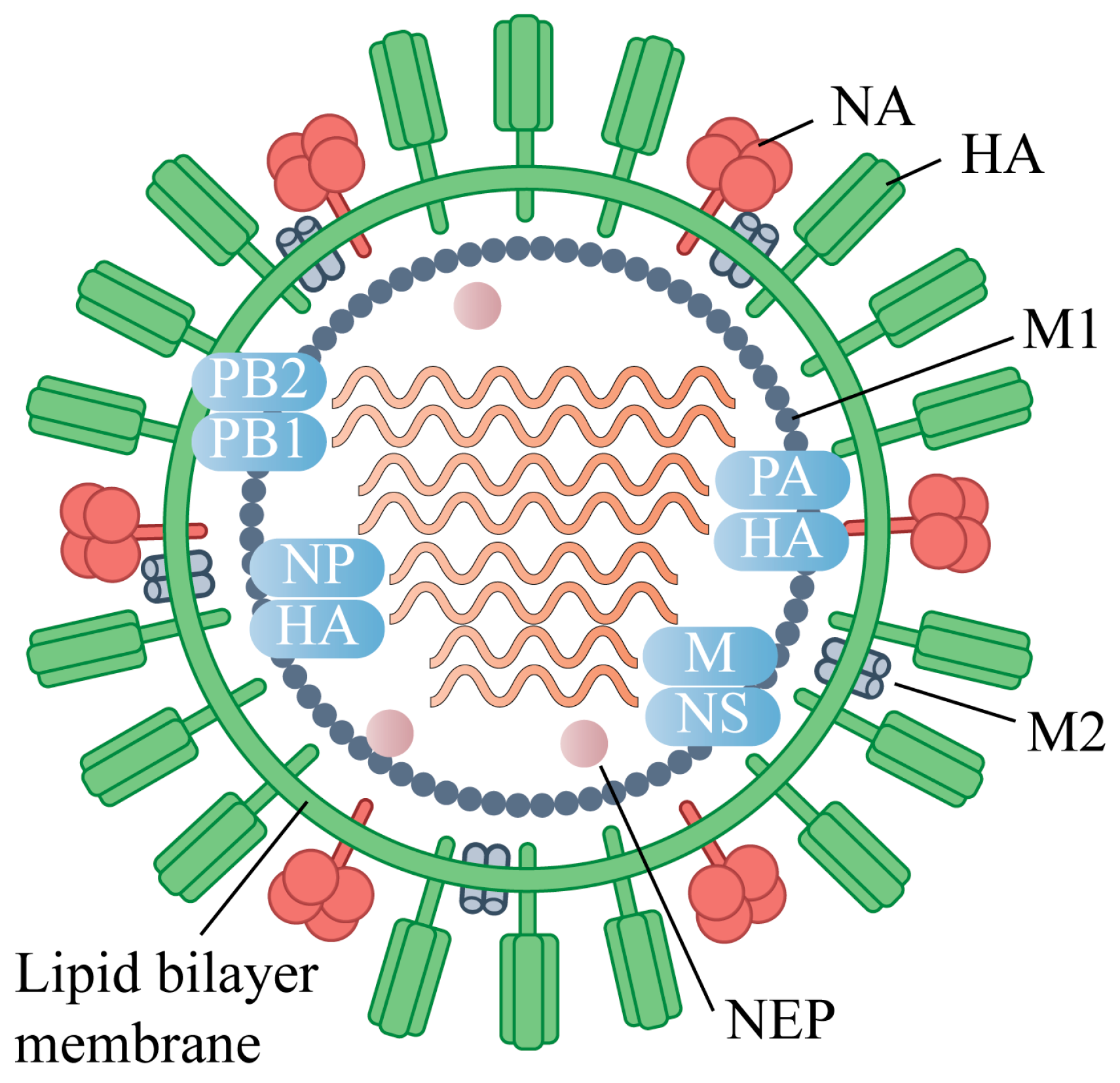 Vaccines 13 01164 g001 Vaccines 13 01164 g001
