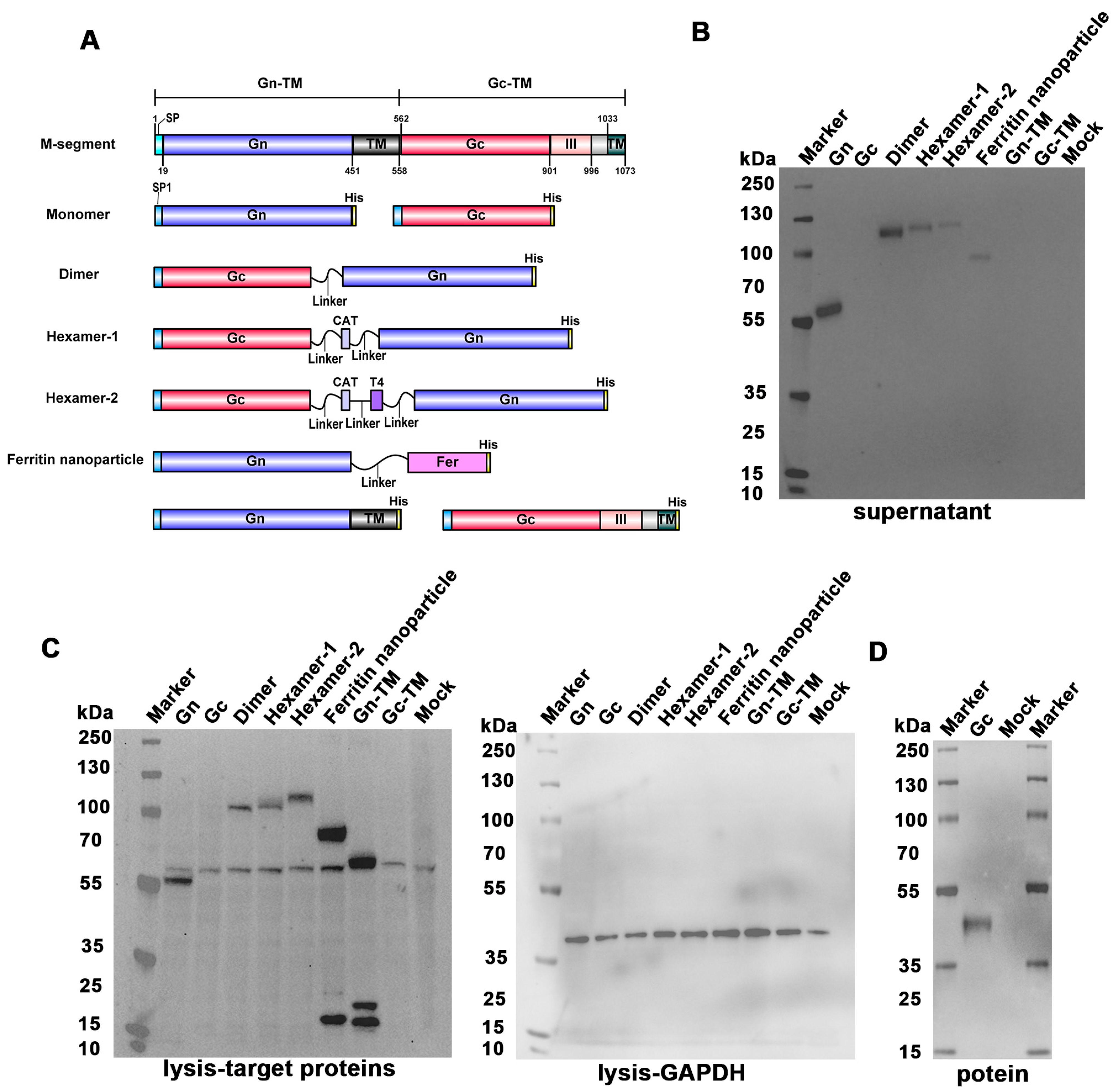 Vaccines 13 01186 g001