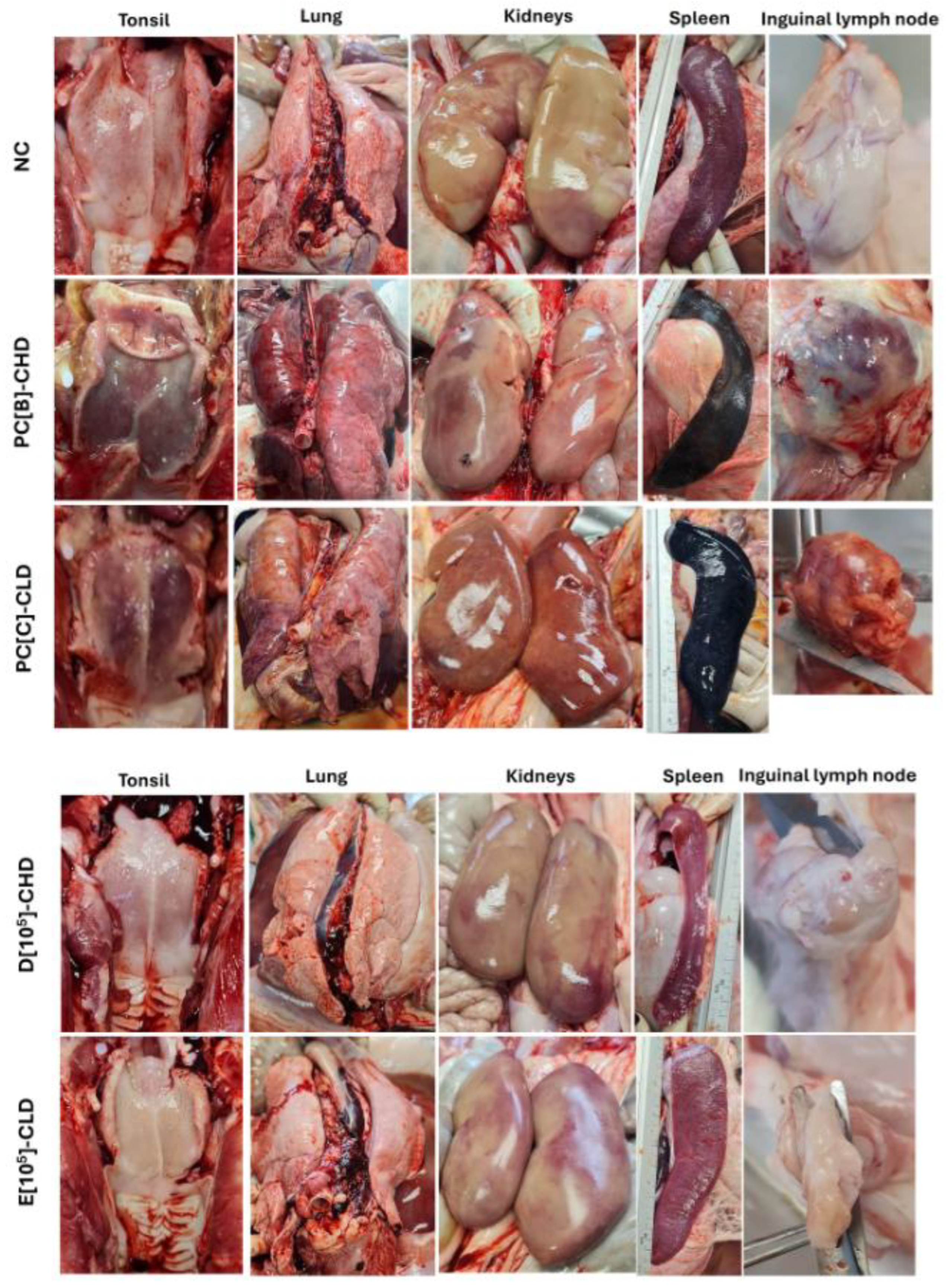 Vaccines 13 01189 g008