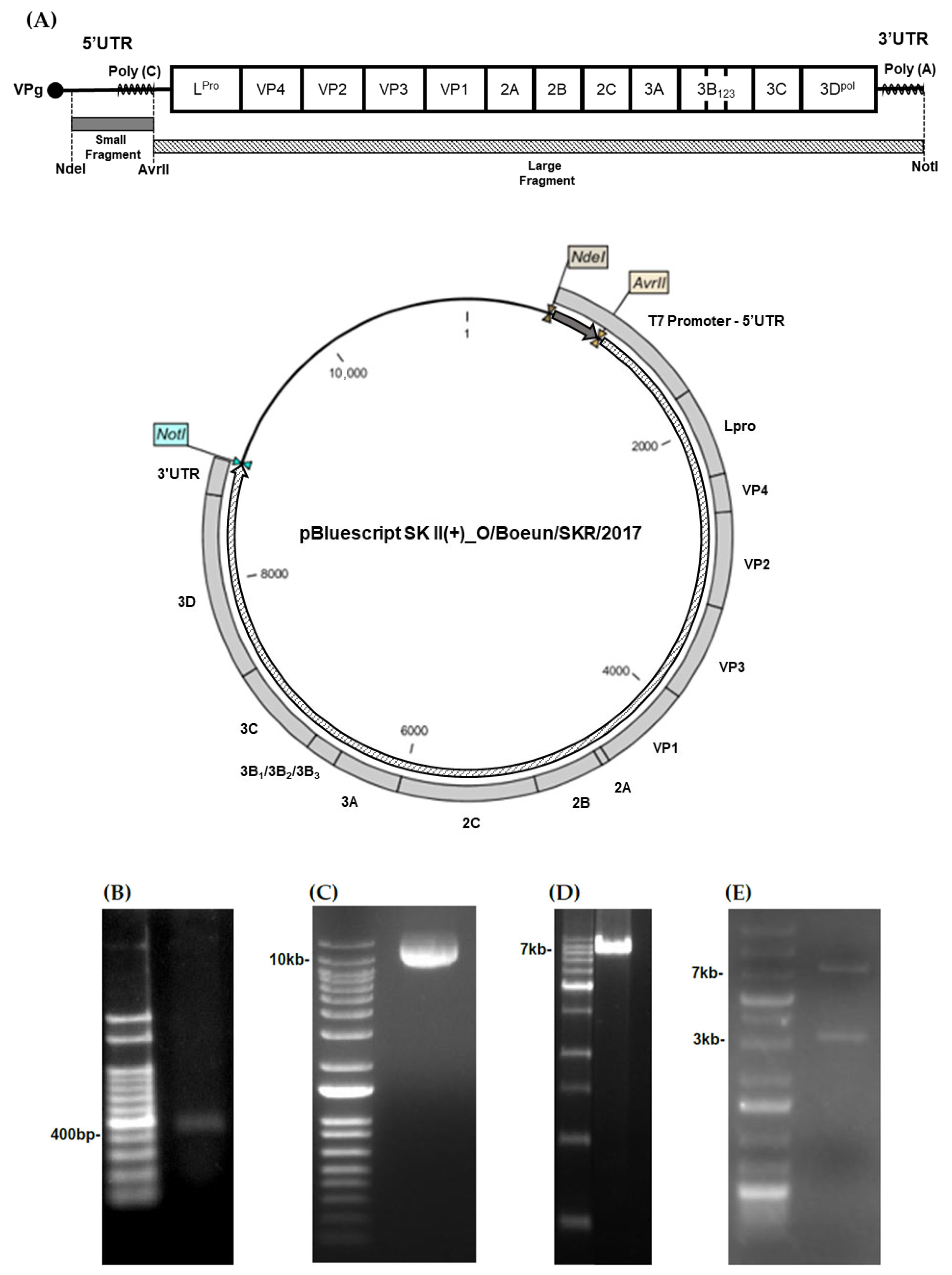 Vaccines 13 01195 g001