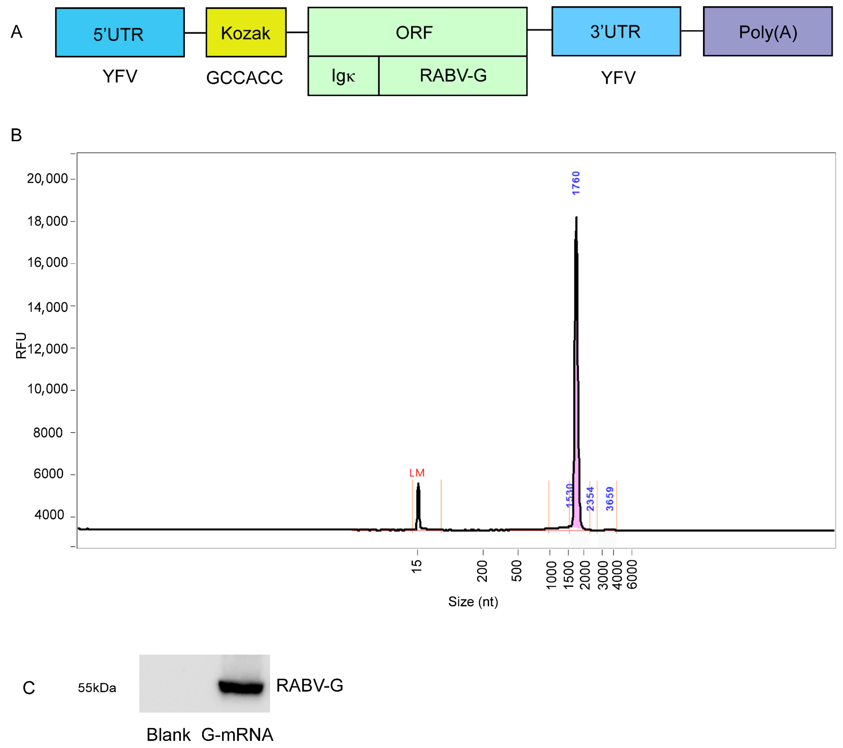 Vaccines 13 01196 g001