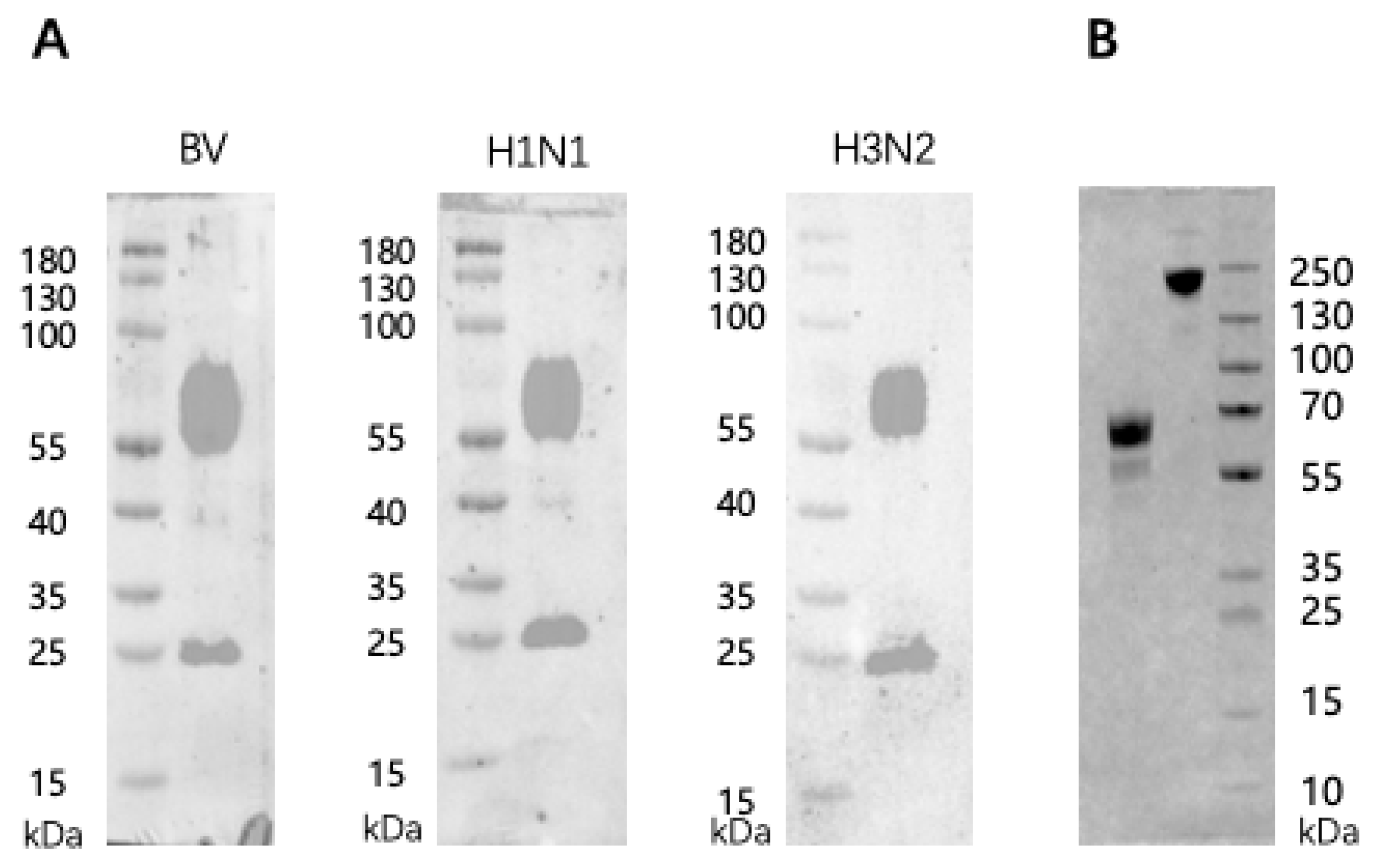 Vaccines 13 01213 g001