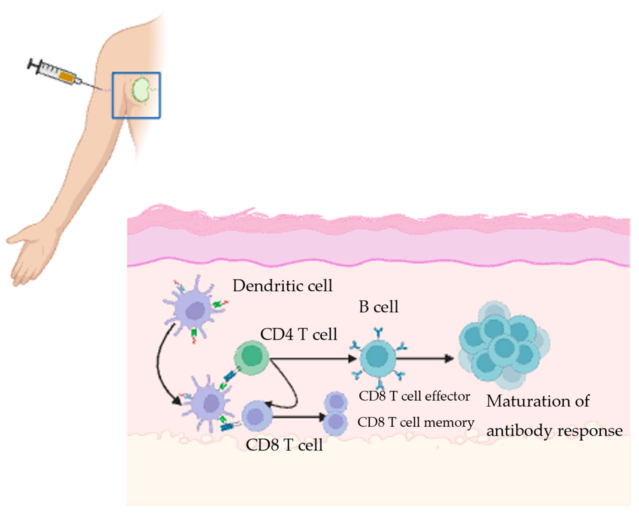 Vaccines 13 01225 g001 Vaccines 13 01225 g001