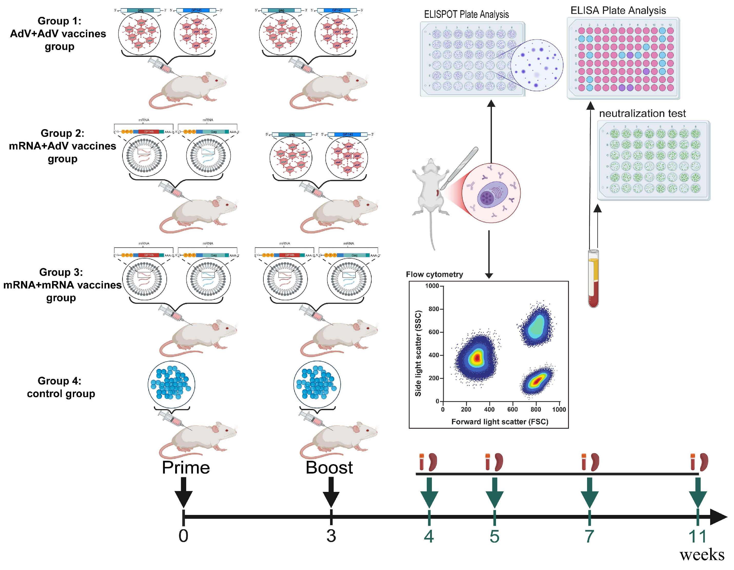 Vaccines 13 01242 g001 Vaccines 13 01242 g001