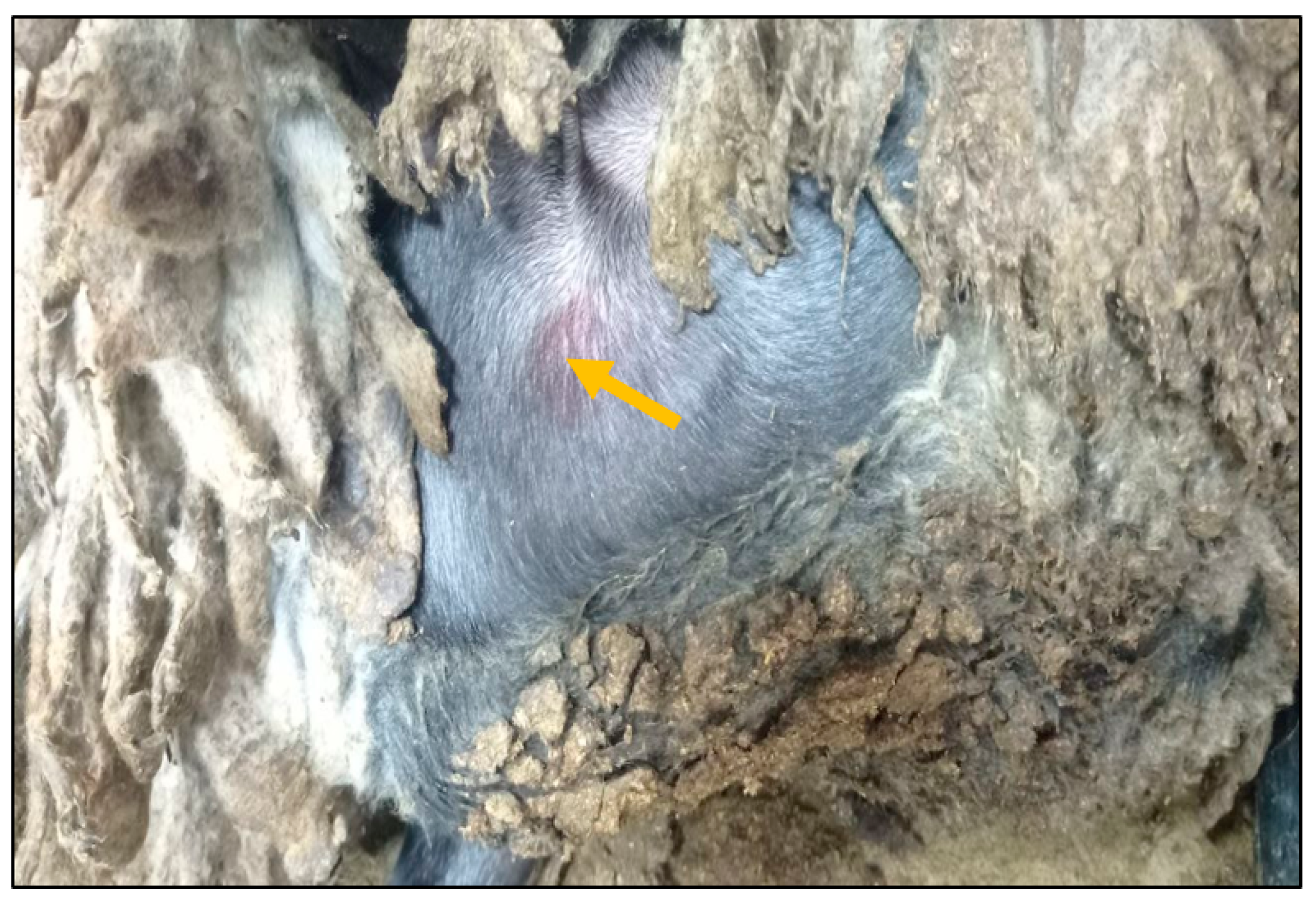 Vaccines 13 01243 g002 Vaccines 13 01243 g002