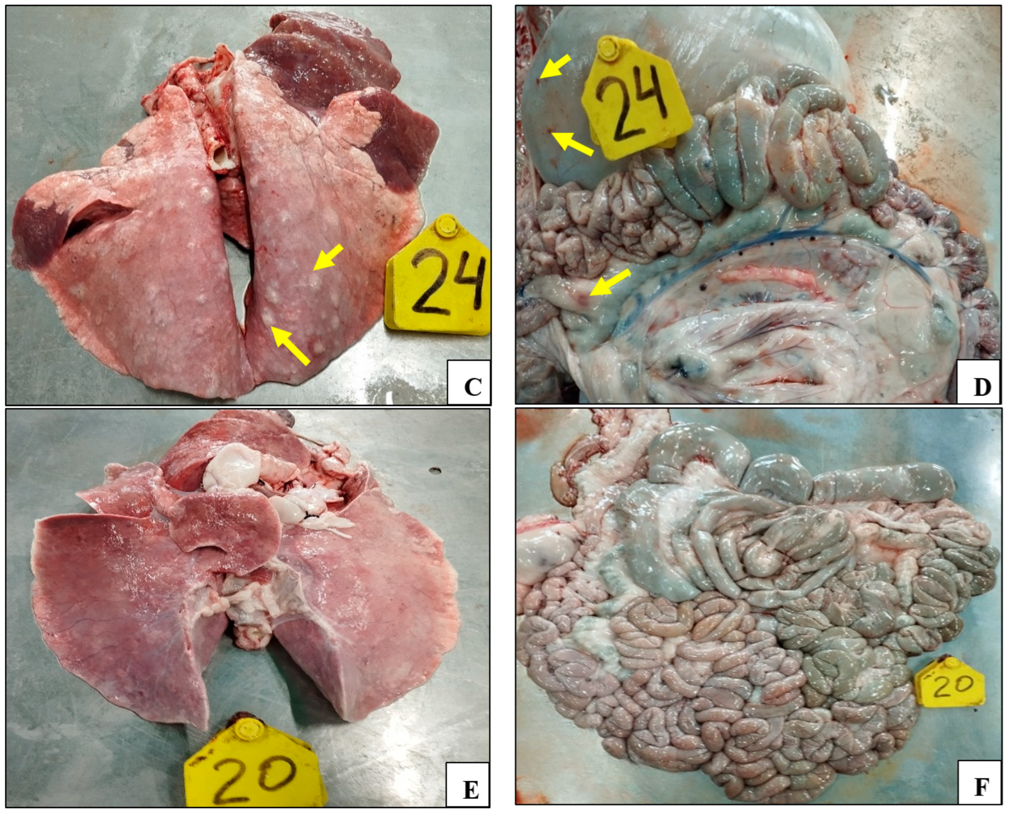 Vaccines 13 01243 g005b Vaccines 13 01243 g005b