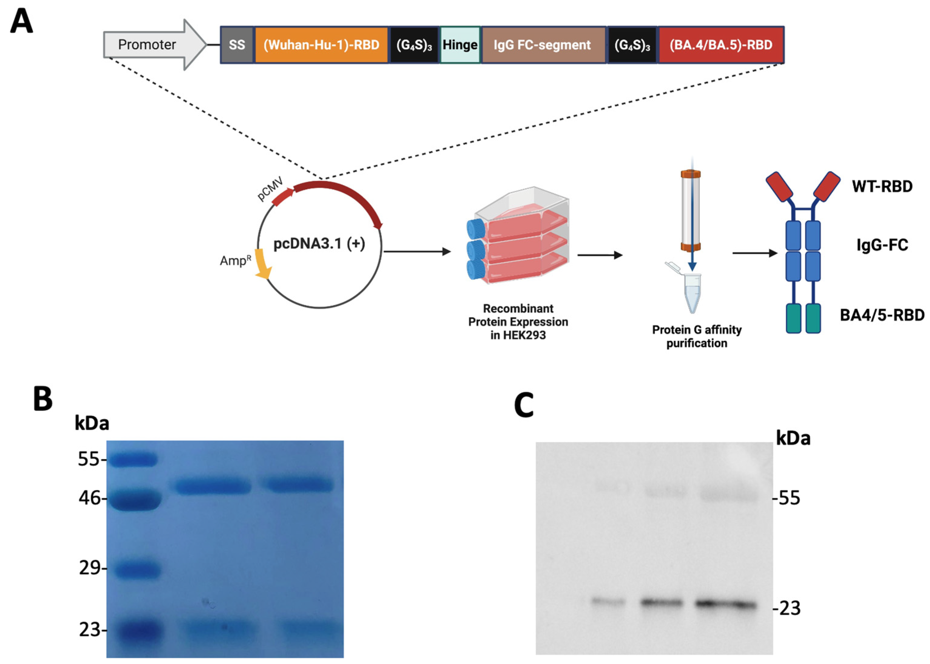 Vaccines 13 01244 g002 Vaccines 13 01244 g002