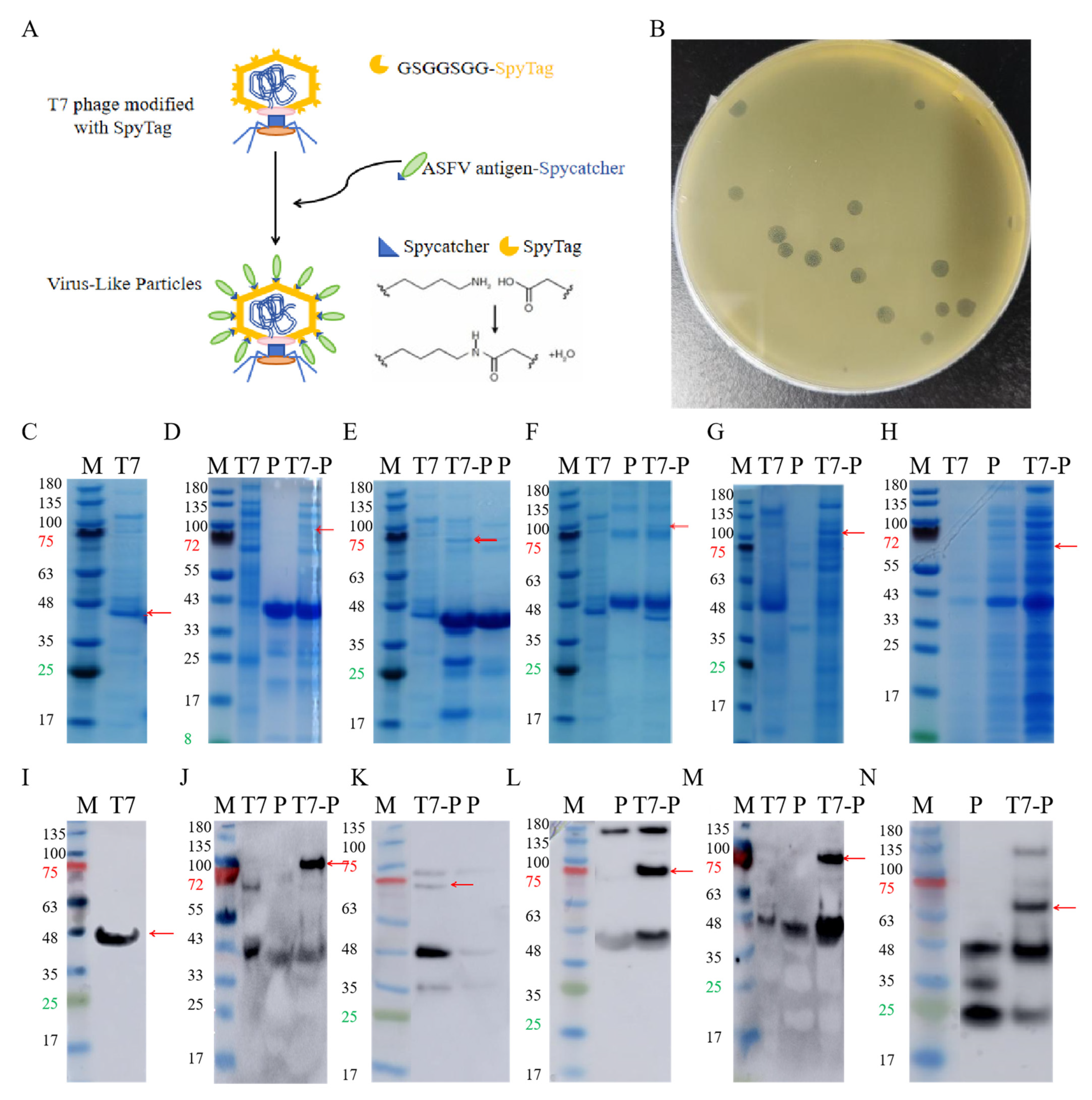 Vaccines 14 00004 g001
