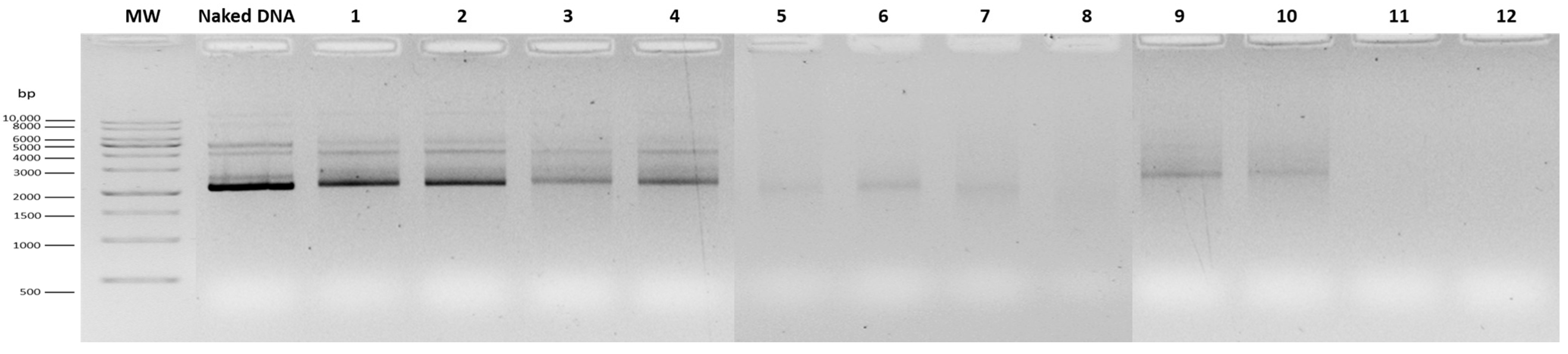 Vaccines 14 00018 g001 Vaccines 14 00018 g001